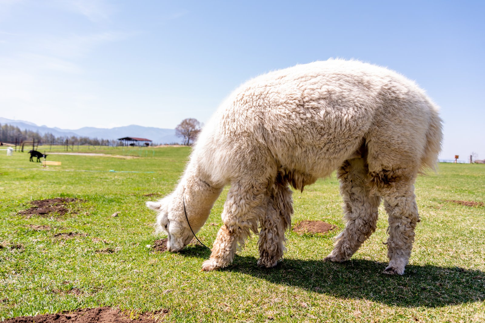 「草原の草を物色するアルパカ（ラクダ科）」の写真