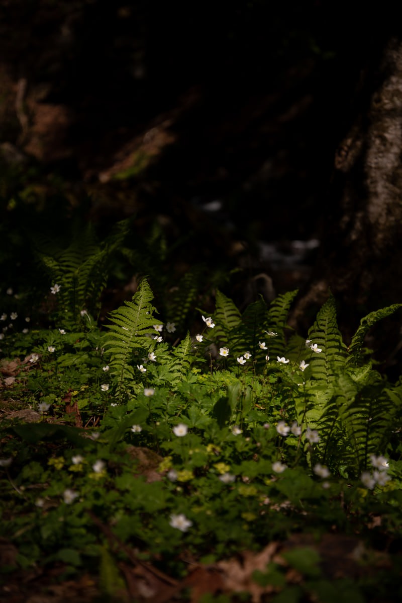 「木陰で共存する白くて小さな花とシダ植物」の写真