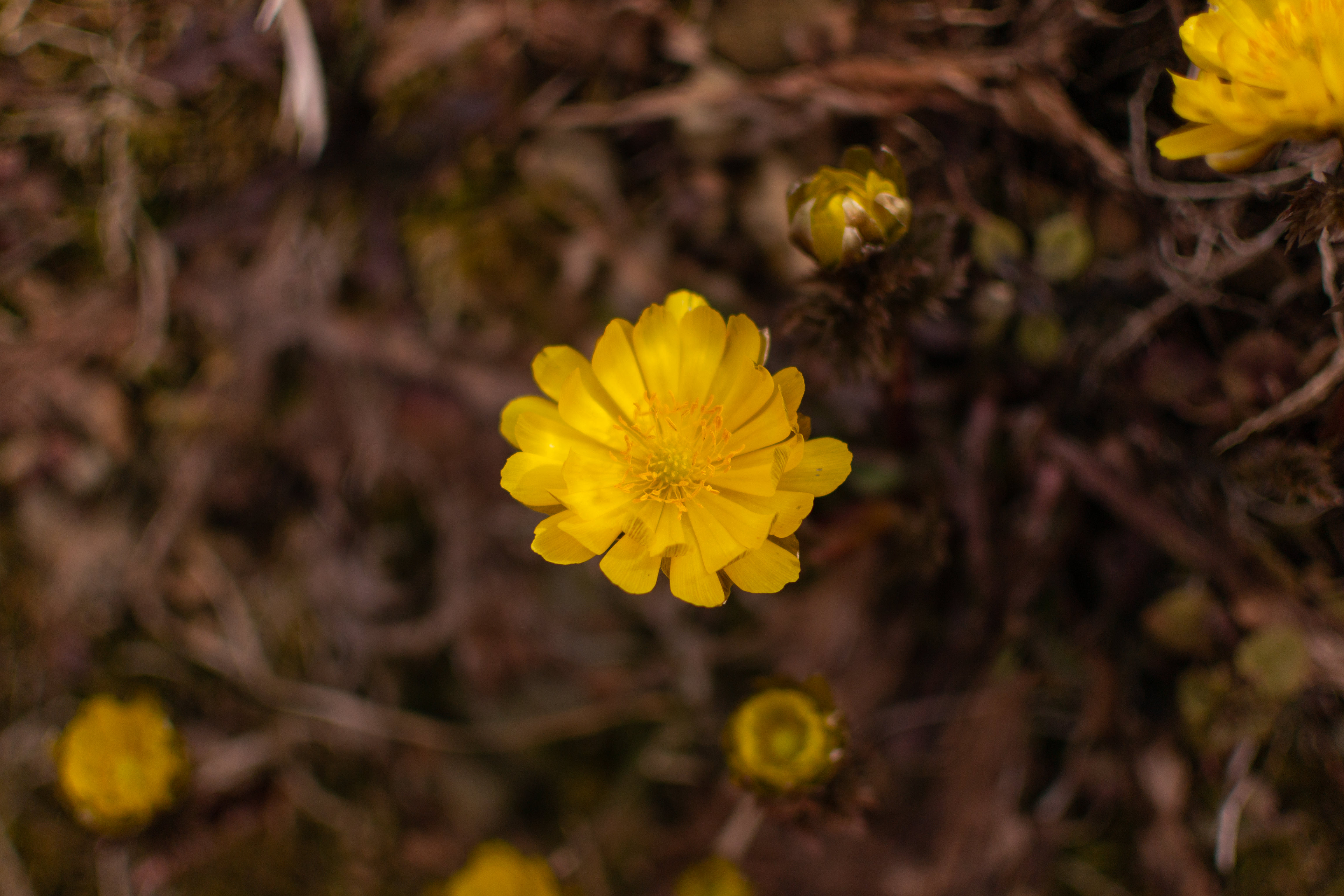 春を知らせる福寿草 余里 の写真を無料ダウンロード フリー素材 ぱくたそ 春を知らせる福寿草 余里 の写真を無料ダウンロード フリー素材 ぱくたそ
