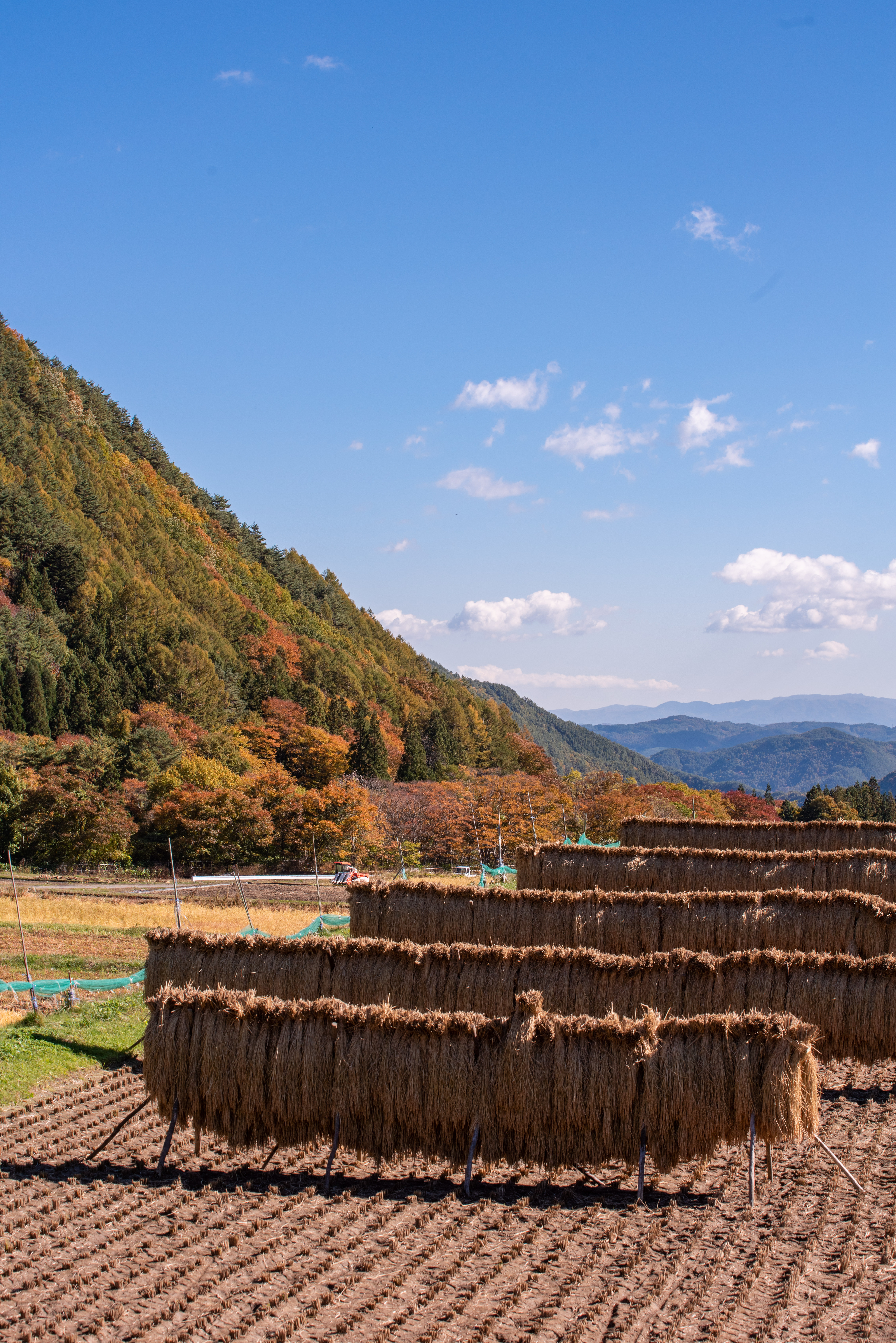 収穫後のはぜ掛けされた稲穂の写真を無料ダウンロード フリー素材 ぱくたそ 収穫後のはぜ掛けされた稲穂の写真を無料ダウンロード フリー素材 ぱくたそ