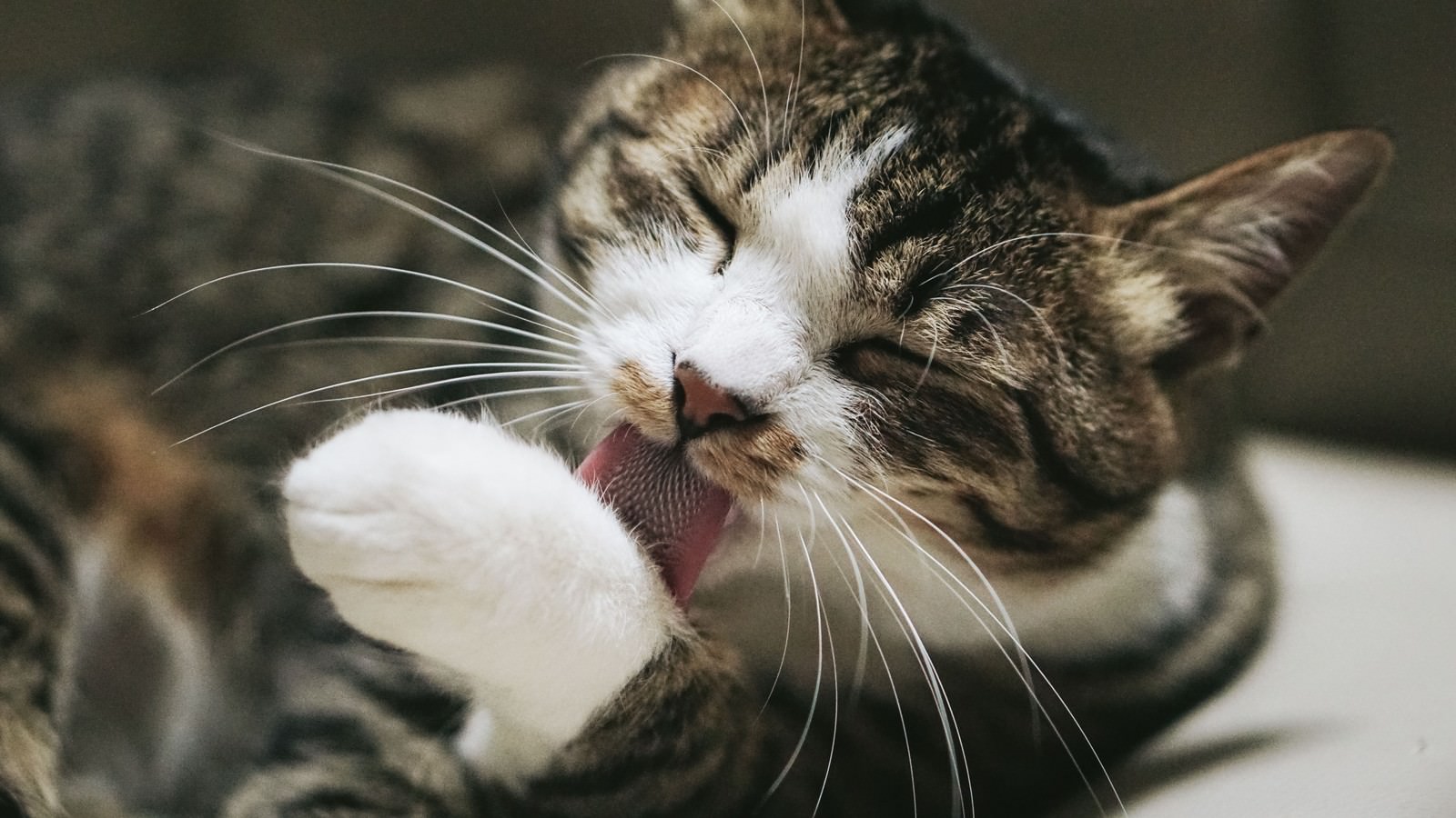 「前足の毛づくろいペロペロ猫」の写真