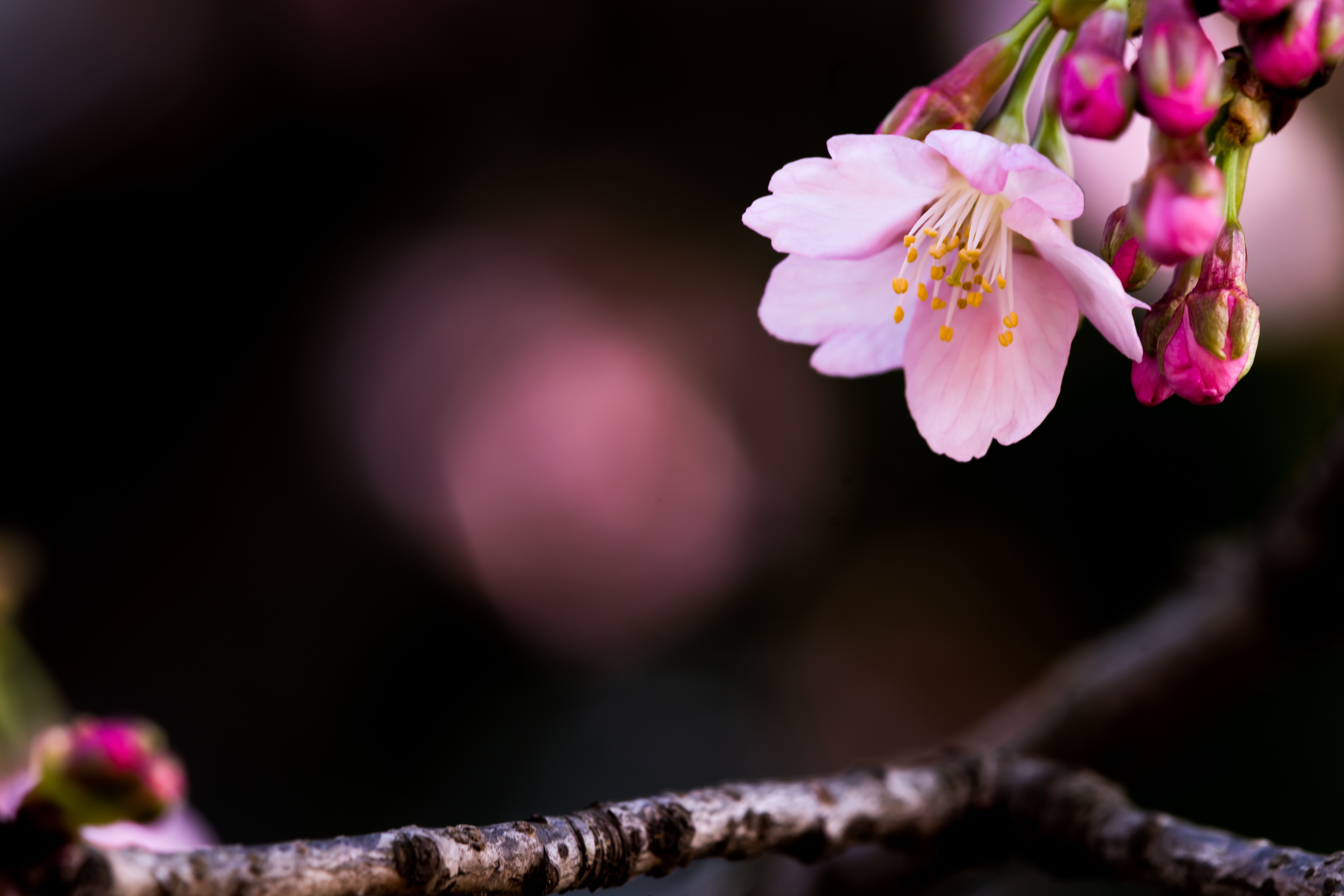 大寒桜 オオカンザクラ の写真素材 ぱくたそ