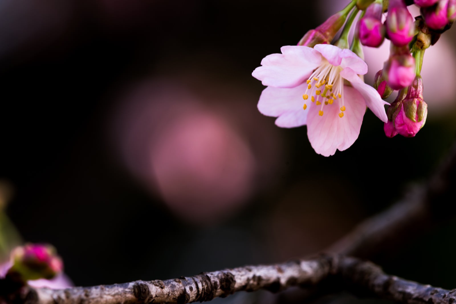 大寒桜 オオカンザクラ の写真 画像 フリー素材 ぱくたそ