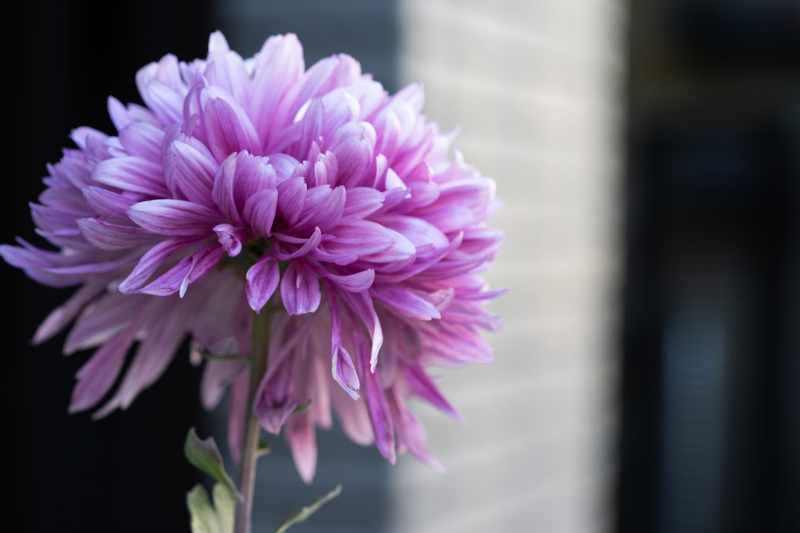 「紫がかる菊の花」