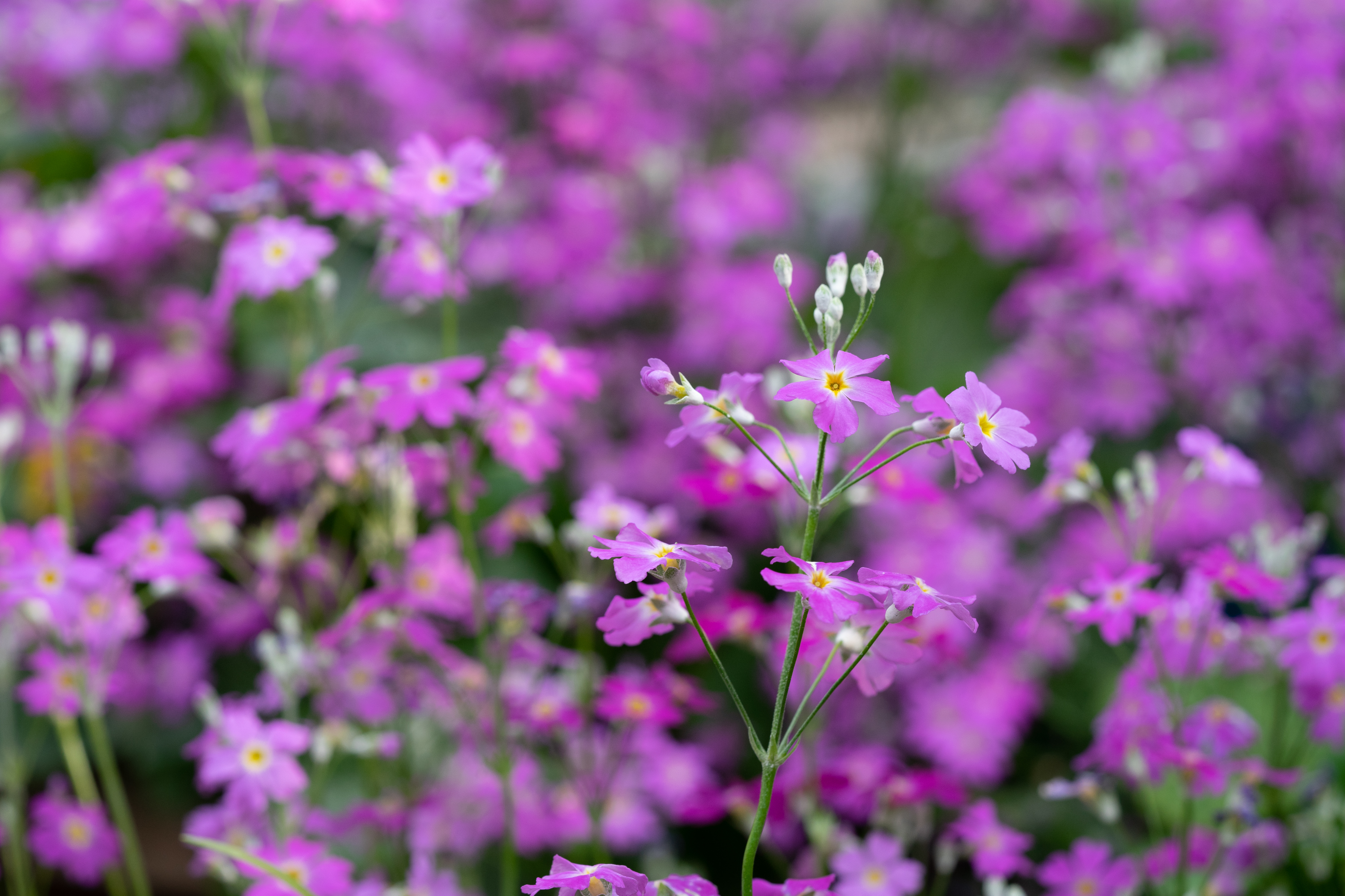 野に咲く花の写真素材 ぱくたそ