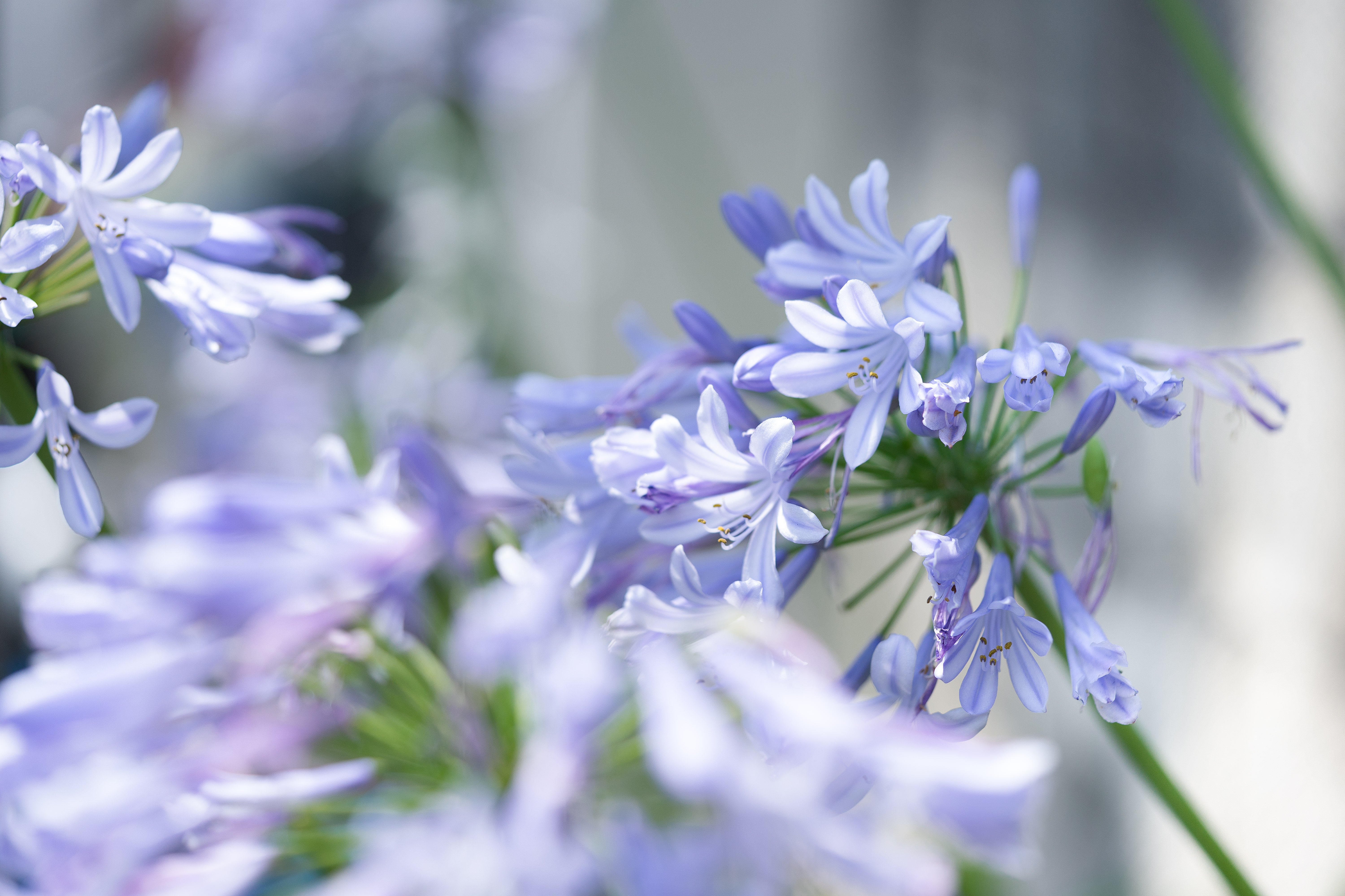 アガパンサスの花の写真 画像 フリー素材 ぱくたそ