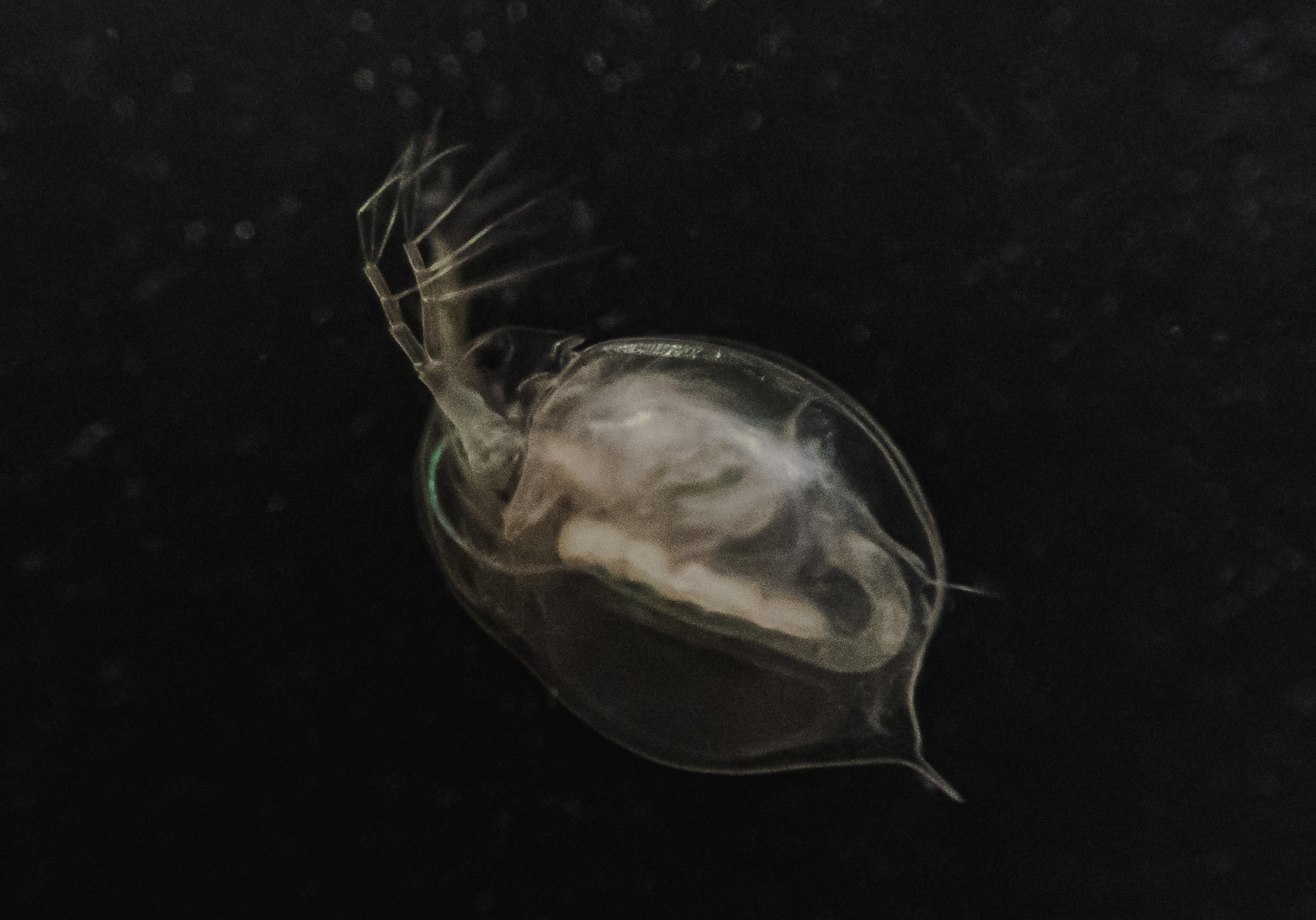 オオミジンコの写真素材 ぱくたそ