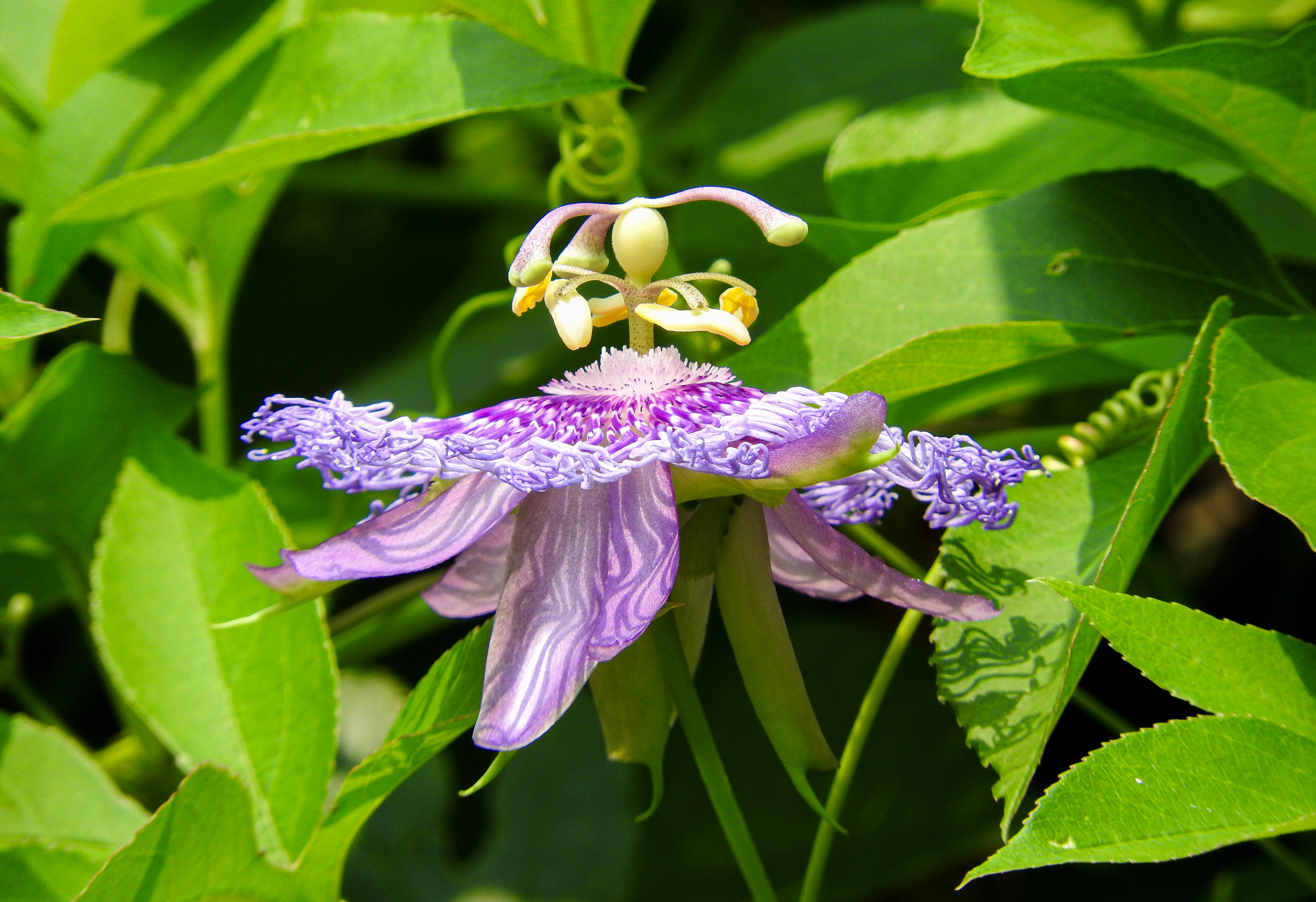 特徴的な形のトケイソウの写真素材 ぱくたそ