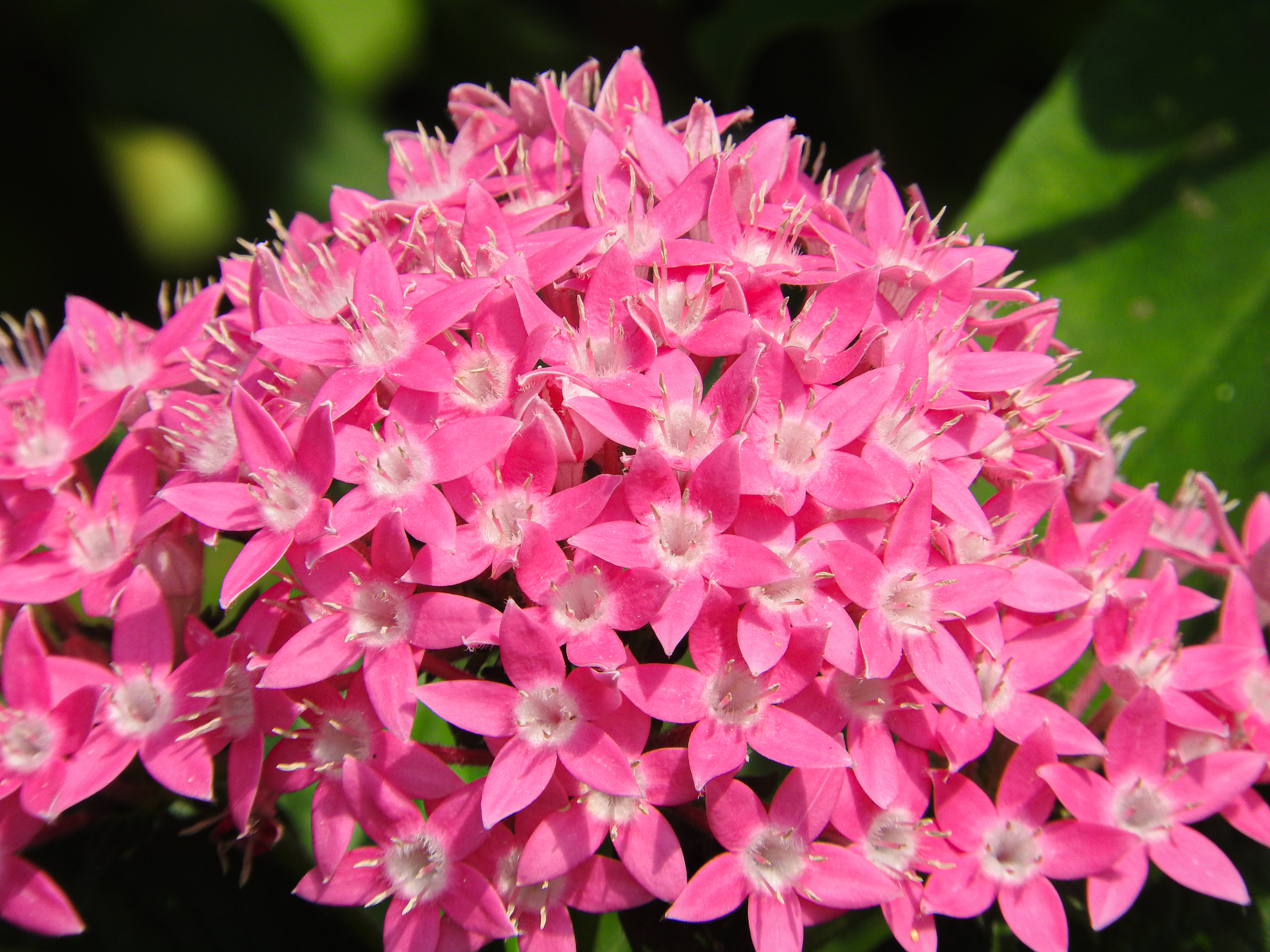 開花するペンタスの写真素材 ぱくたそ