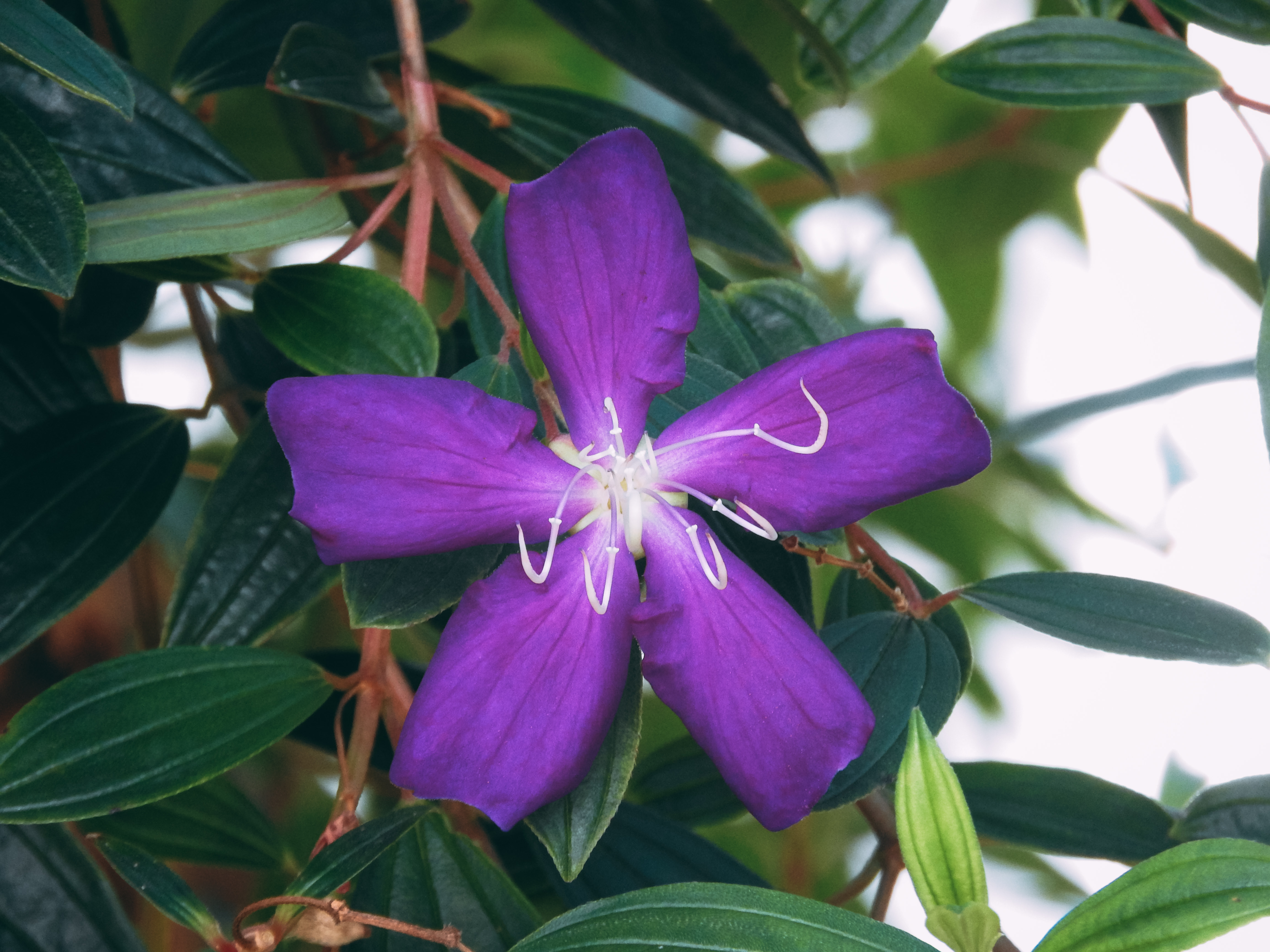 開花するシコンノボタンの写真素材 ぱくたそ