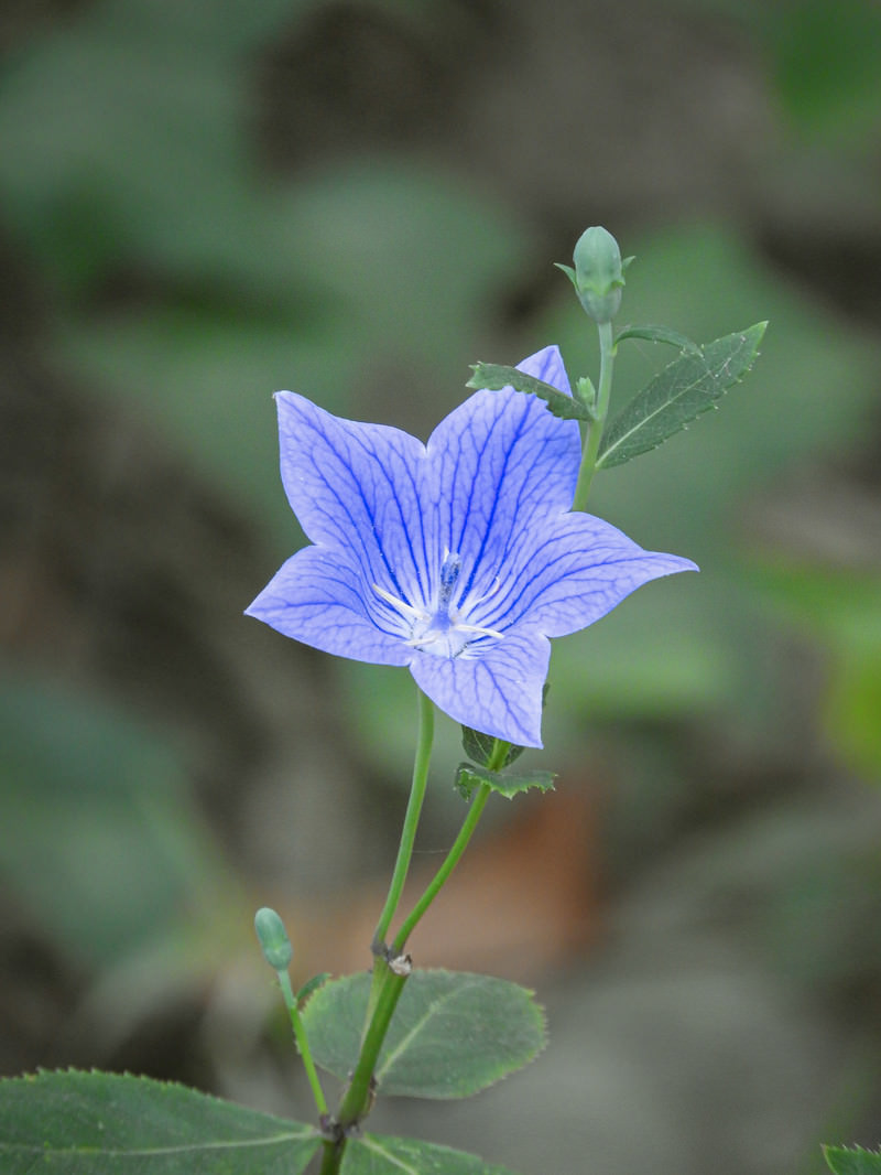 一輪の花咲くキキョウの写真を無料ダウンロード フリー素材 ぱくたそ