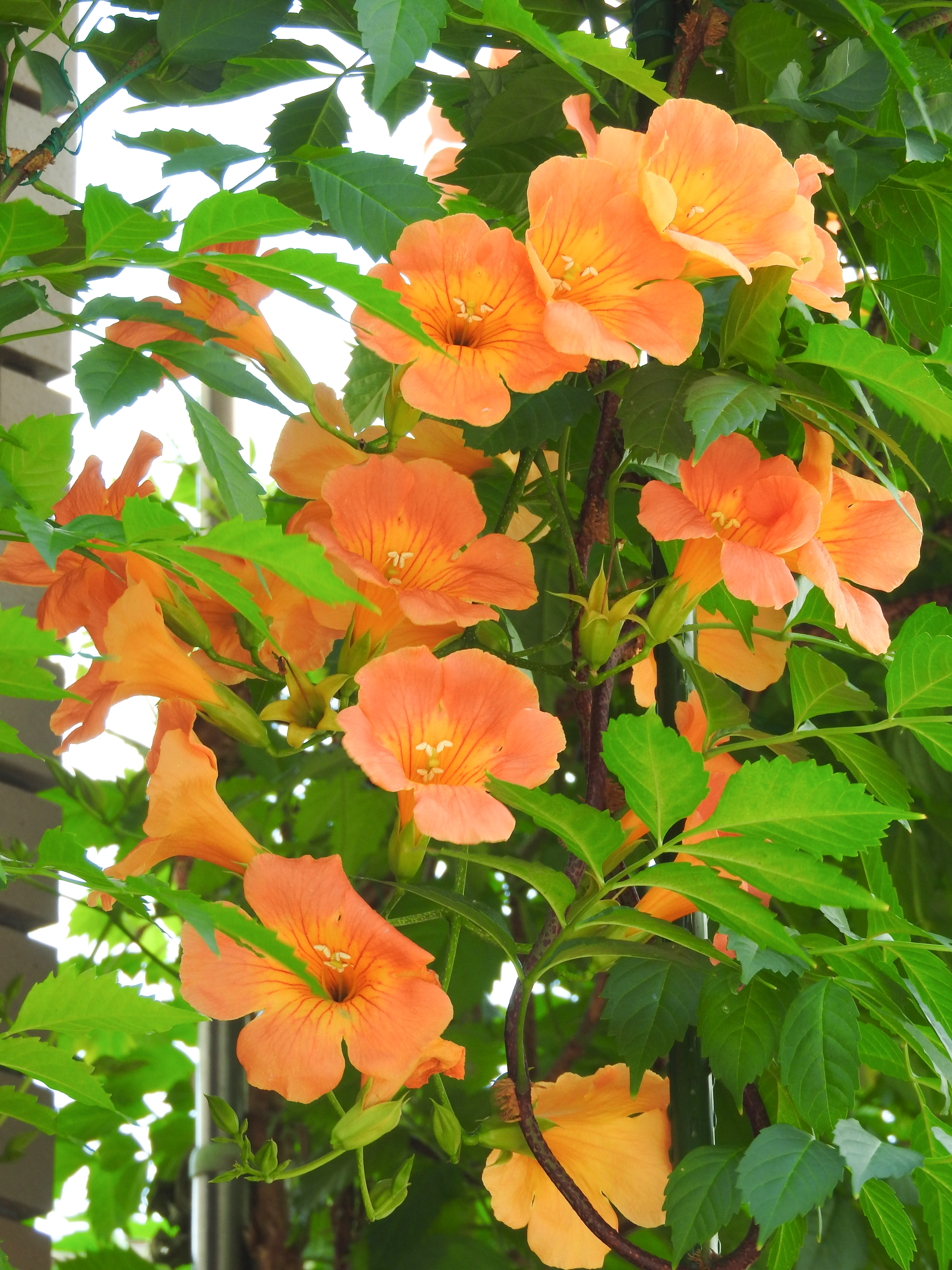 オレンジ色の花を咲かせるノウゼンカズラの写真 画像 を無料ダウンロード フリー素材のぱくたそ