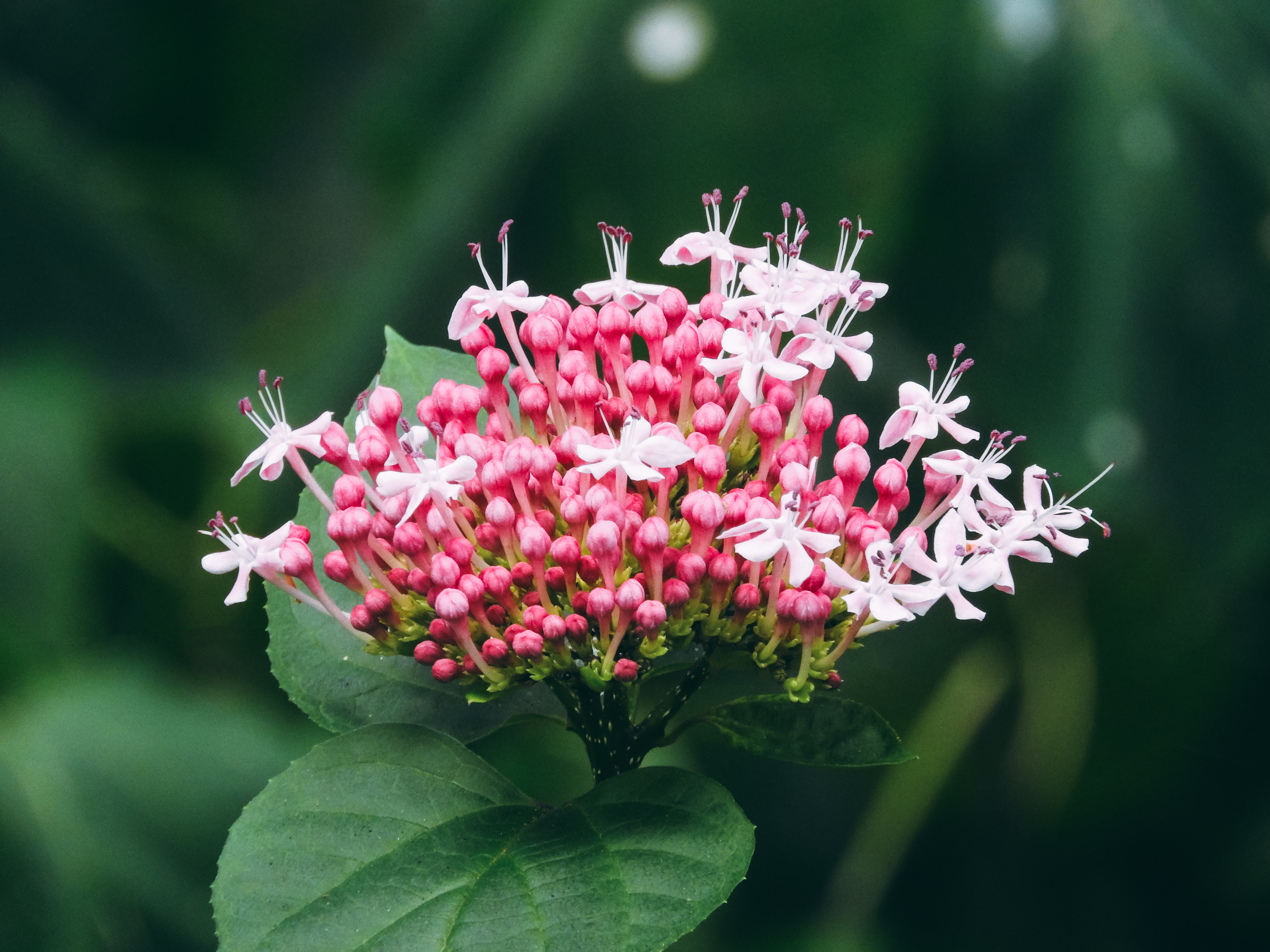 開花が始まったボタンクサギの写真素材 ぱくたそ