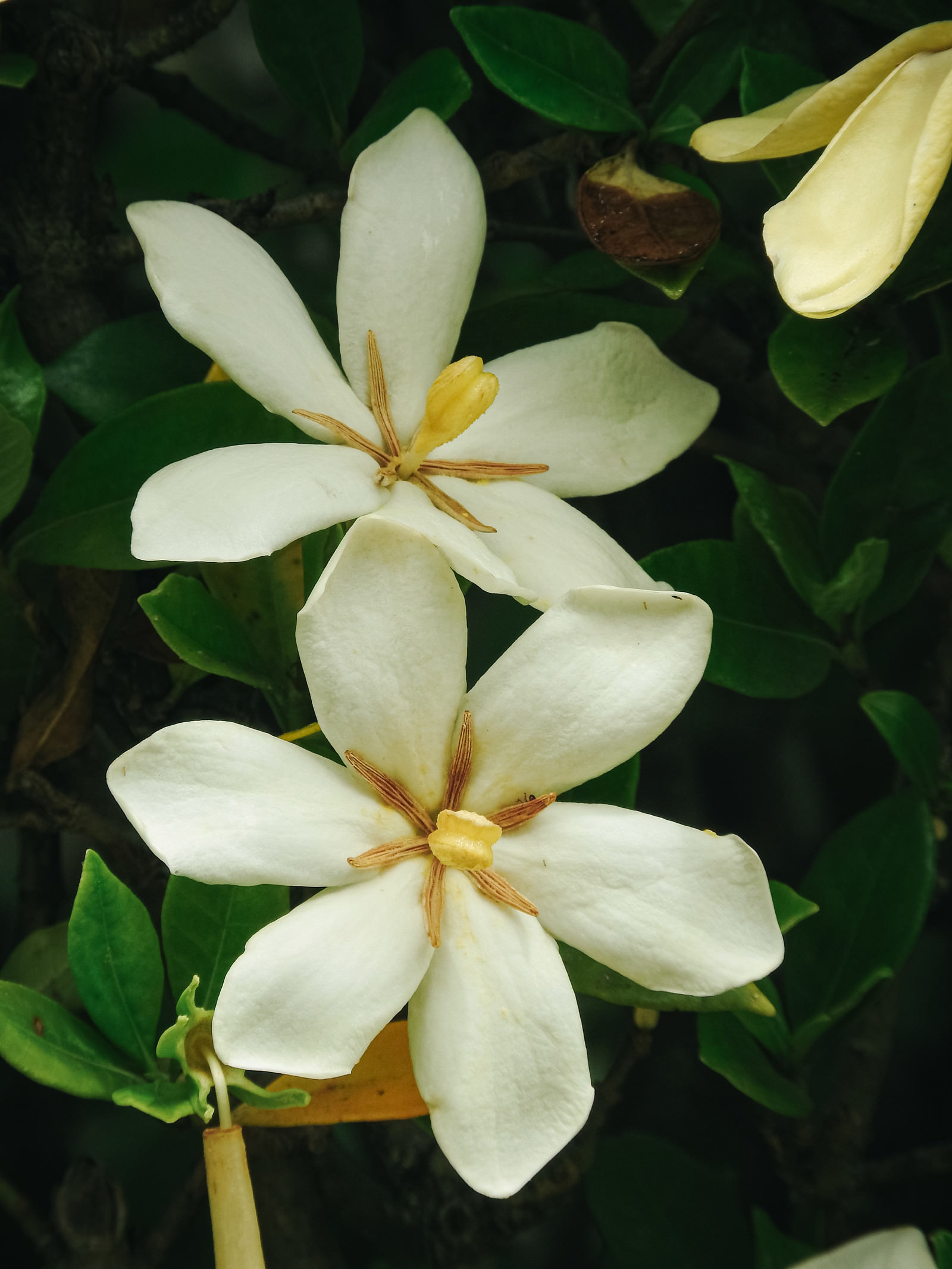 初夏に咲くクチナシの白い花の写真素材 - フリー素材ぱくたそ