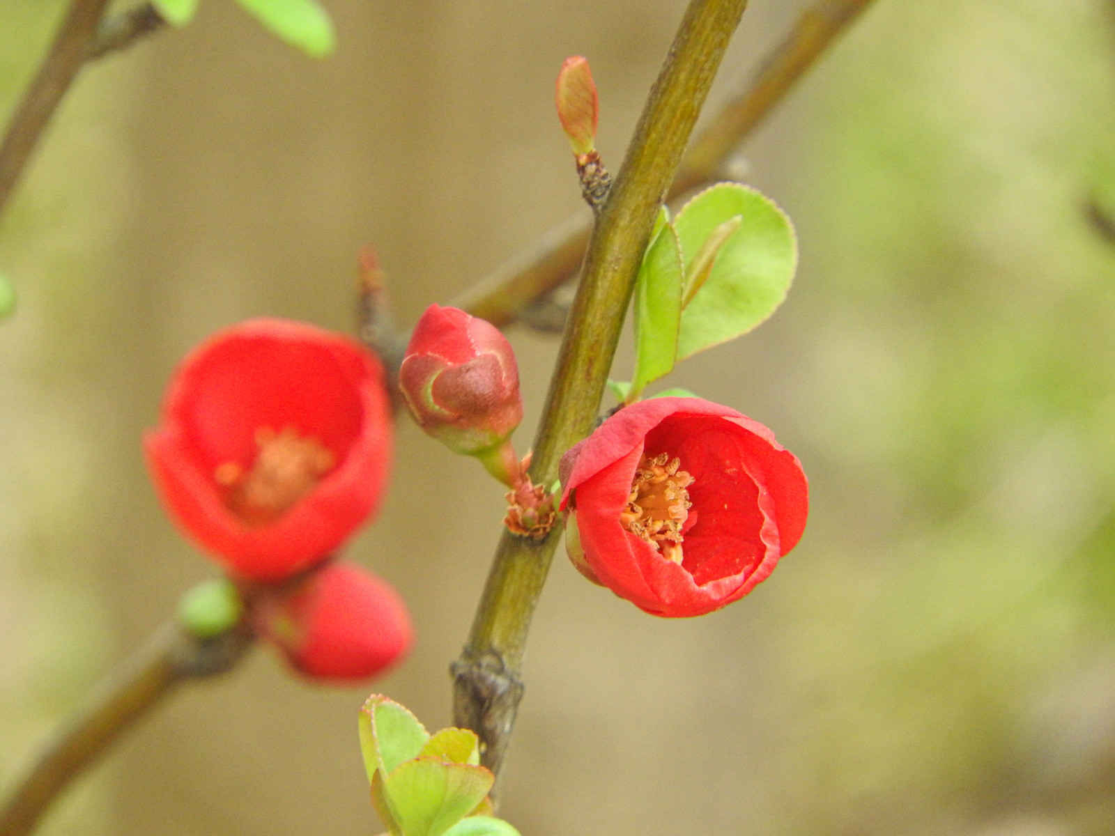木瓜 ボケ の蕾と花の写真を無料ダウンロード フリー素材 ぱくたそ 木瓜 ボケ の蕾と花の写真を無料ダウンロード フリー素材 ぱくたそ