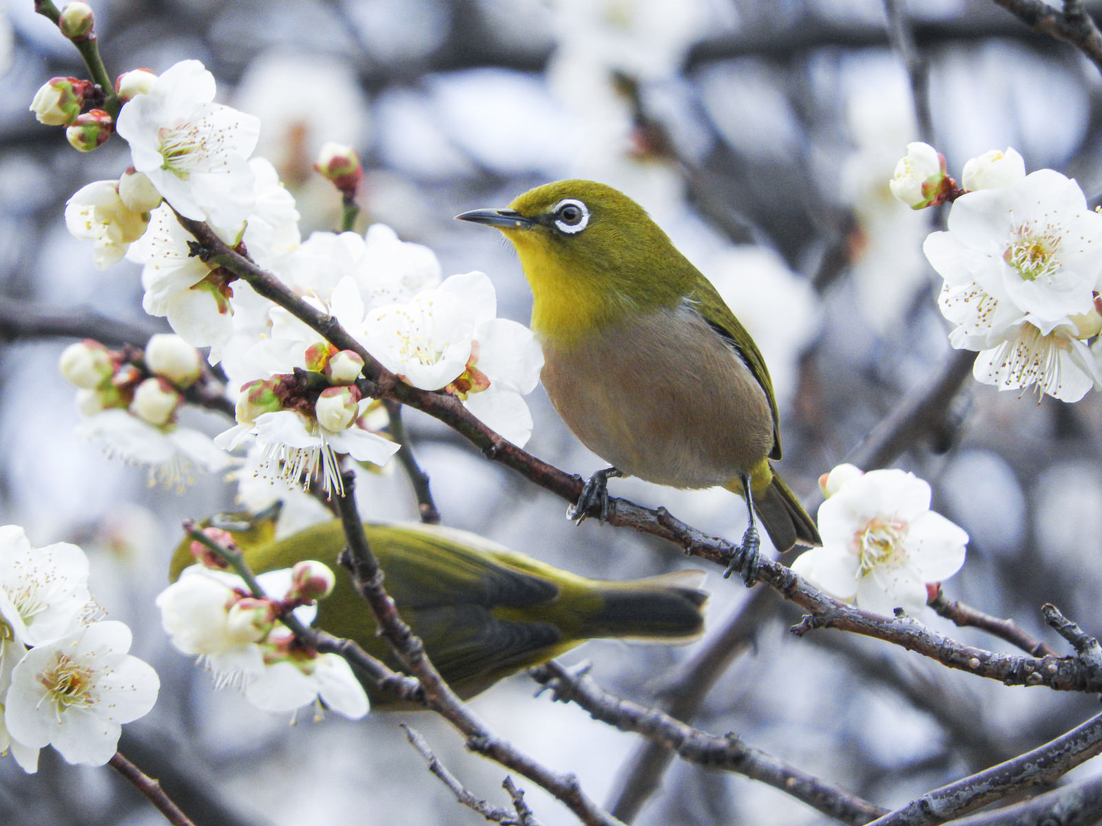 二羽のメジロと梅の花の写真素材 ぱくたそ