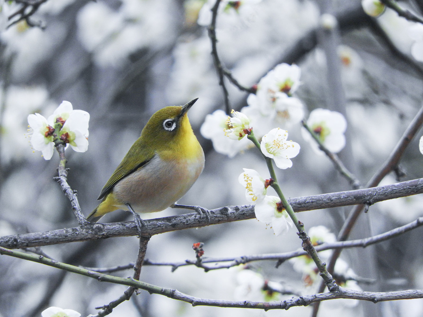 梅の花とメジロの写真 画像 を無料ダウンロード フリー素材のぱくたそ