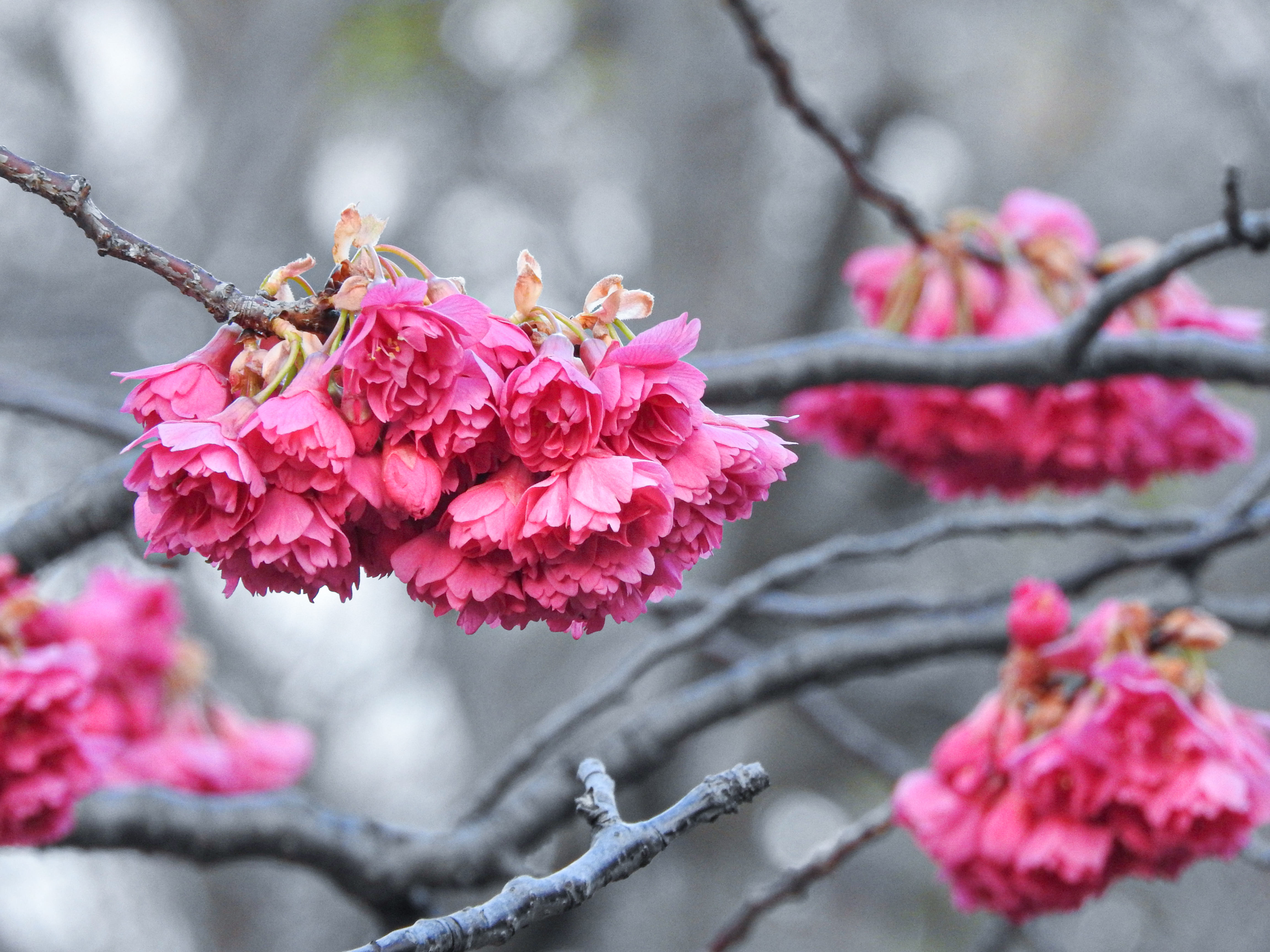 開花を待つ緋寒桜 ヒカンザクラ の写真 画像 フリー素材 ぱくたそ