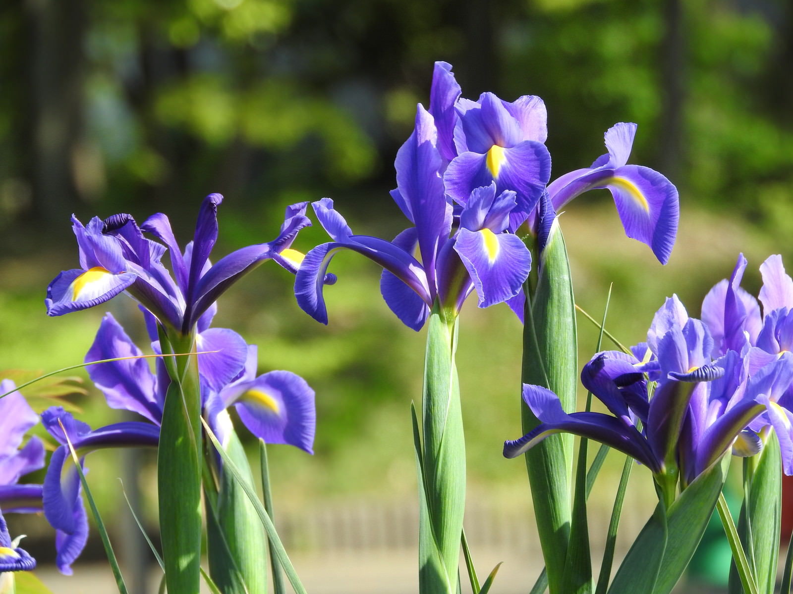 ダッチアイリスの花の写真 フリー素材は ぱくたそ 写真を無料ダウンロード