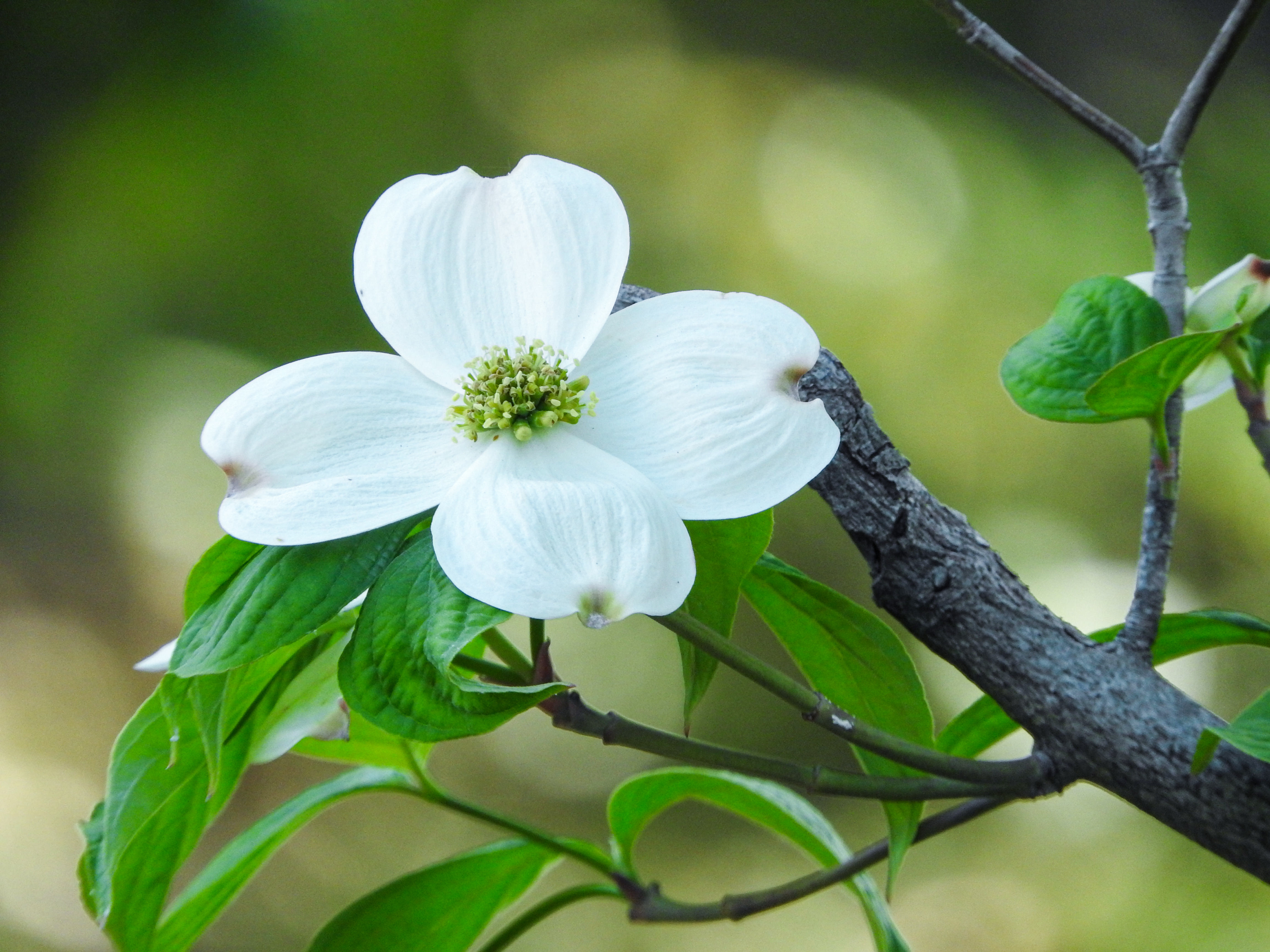 白いハナミズキの花の写真素材 ぱくたそ