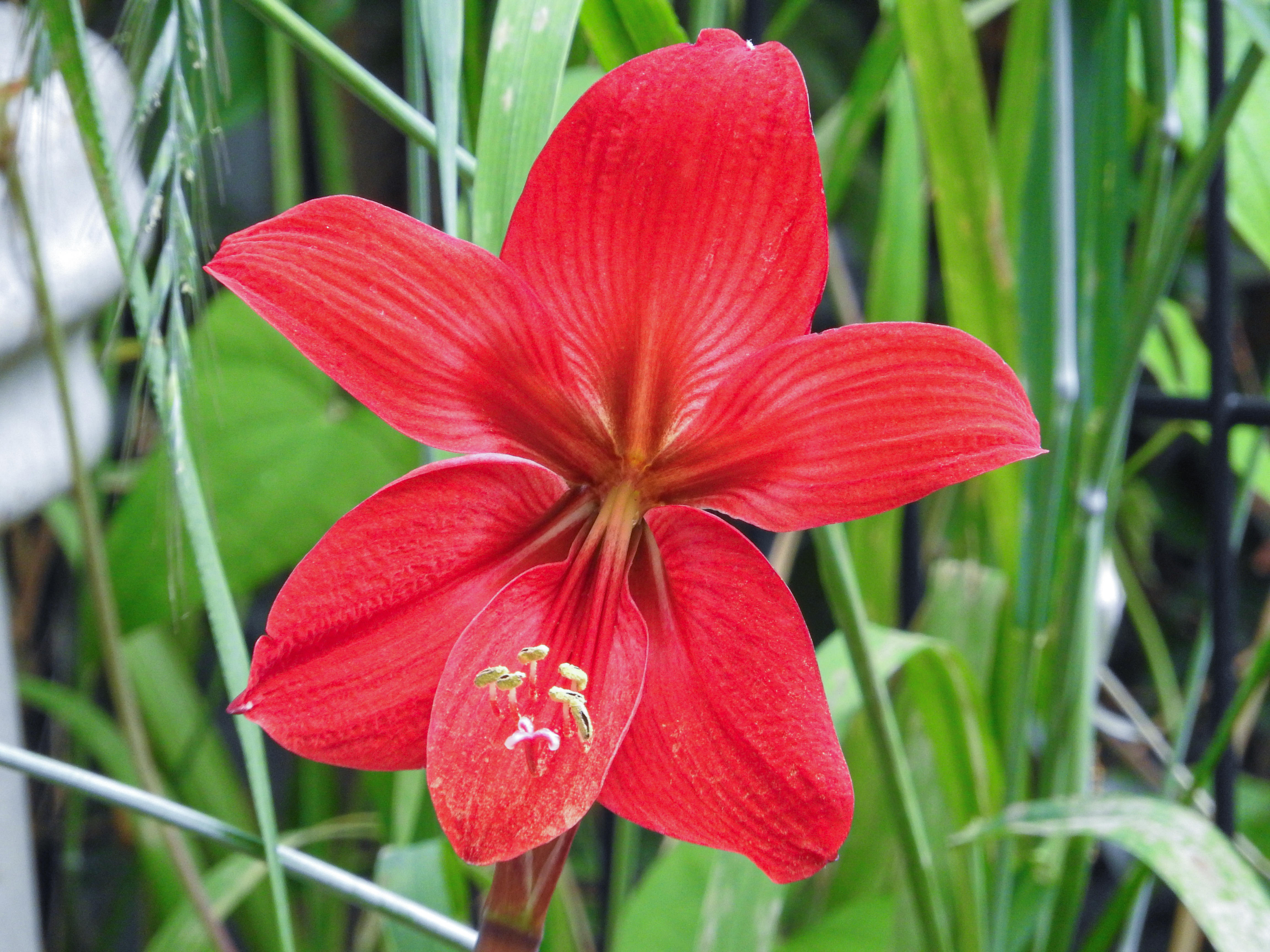 真っ赤な色のアマリリスの花の写真素材 ぱくたそ