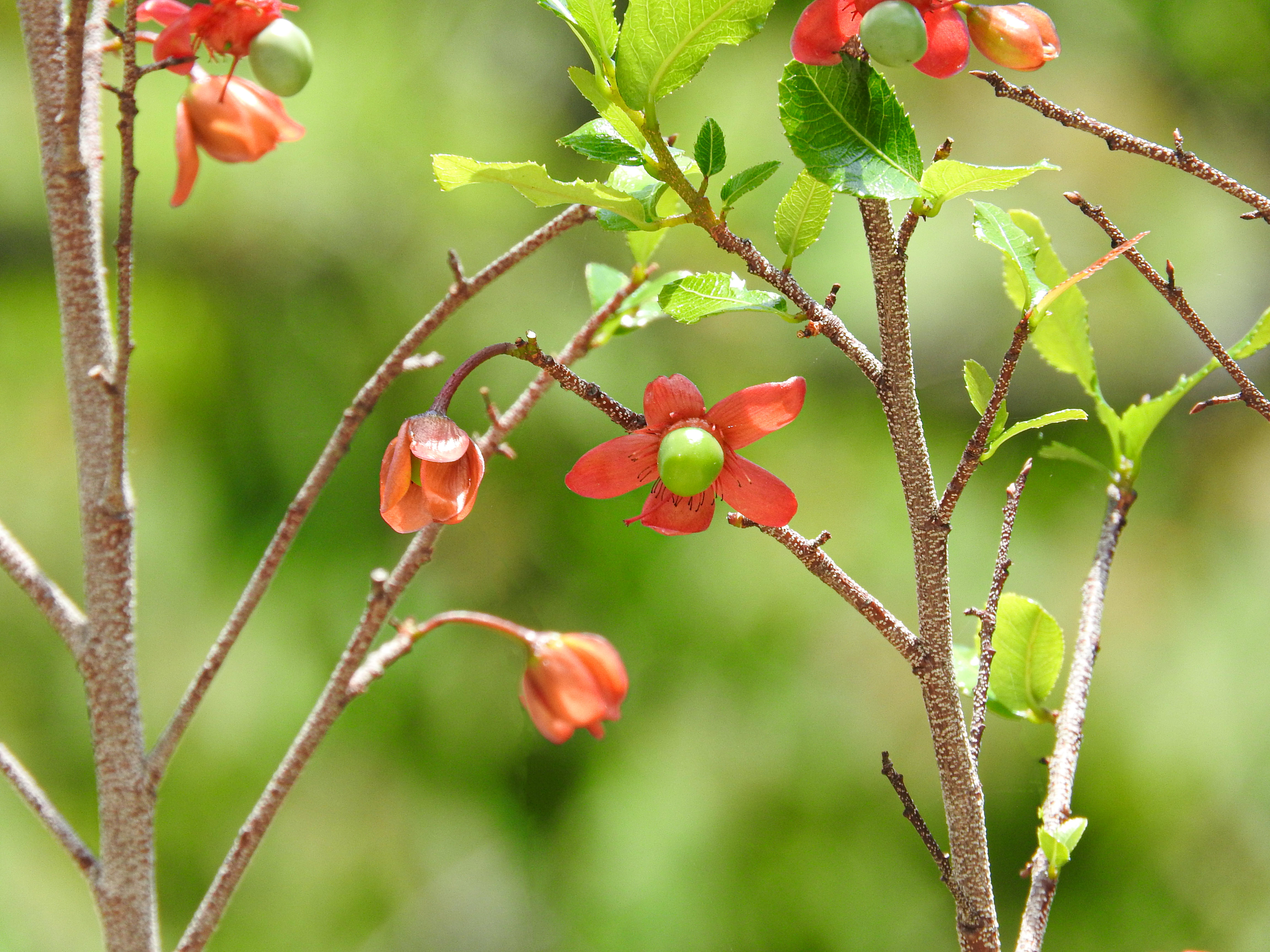 オクナセルラータの実の写真素材 ぱくたそ