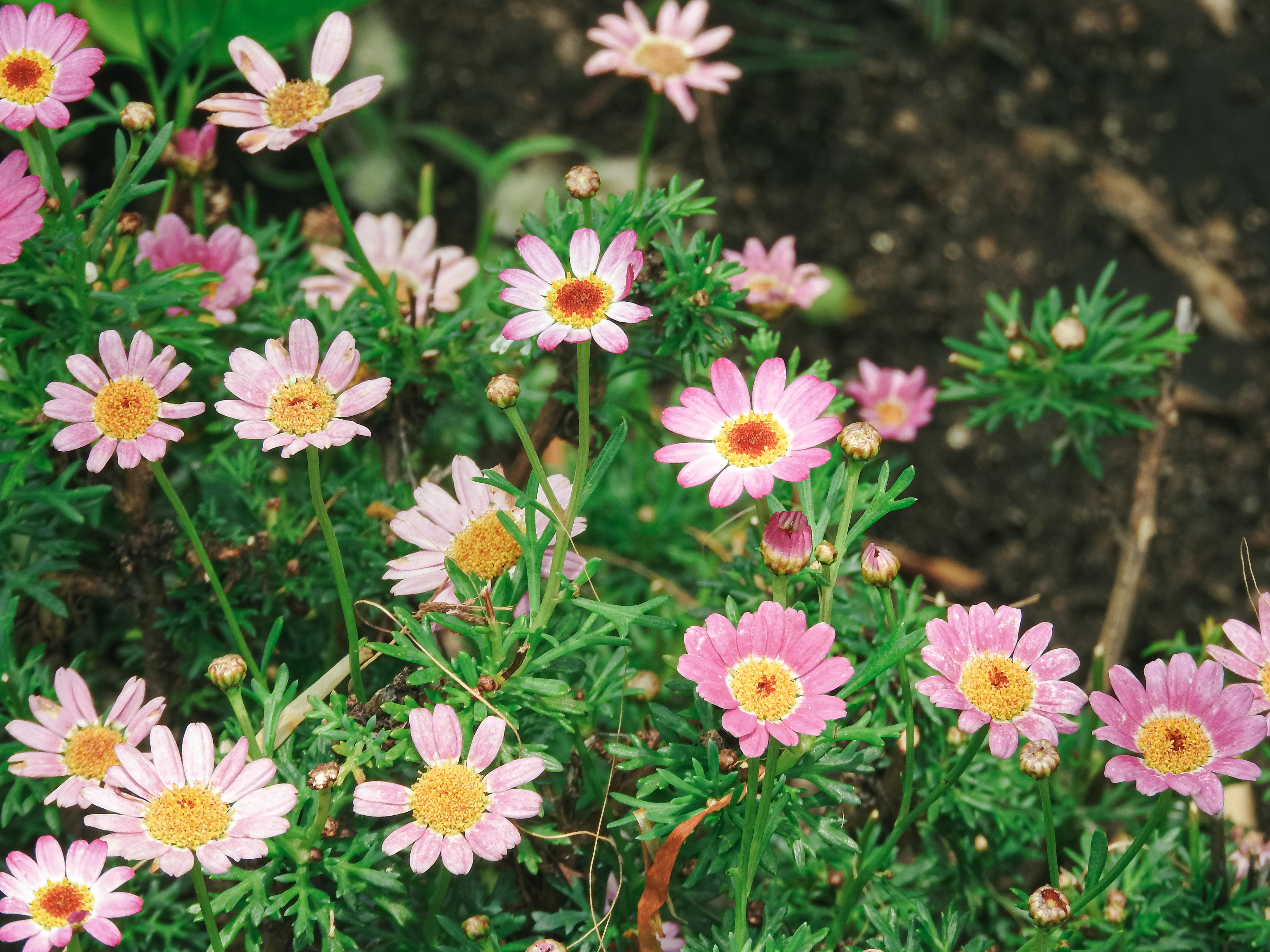 色とりどりに咲くマーガレットの花々の写真素材 ぱくたそ