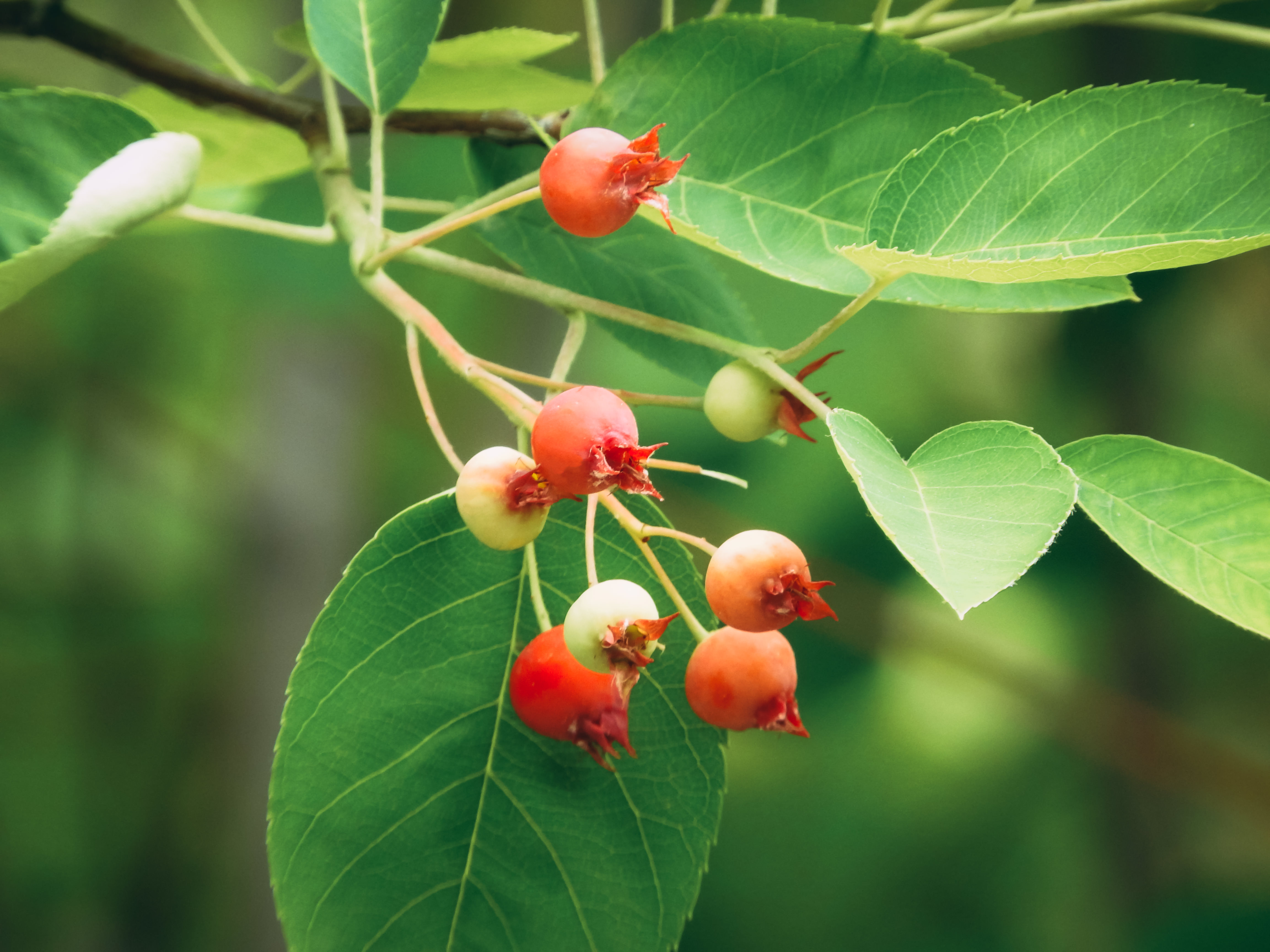 熟れ具合が色味でわかるジューンベリーの写真素材 ぱくたそ
