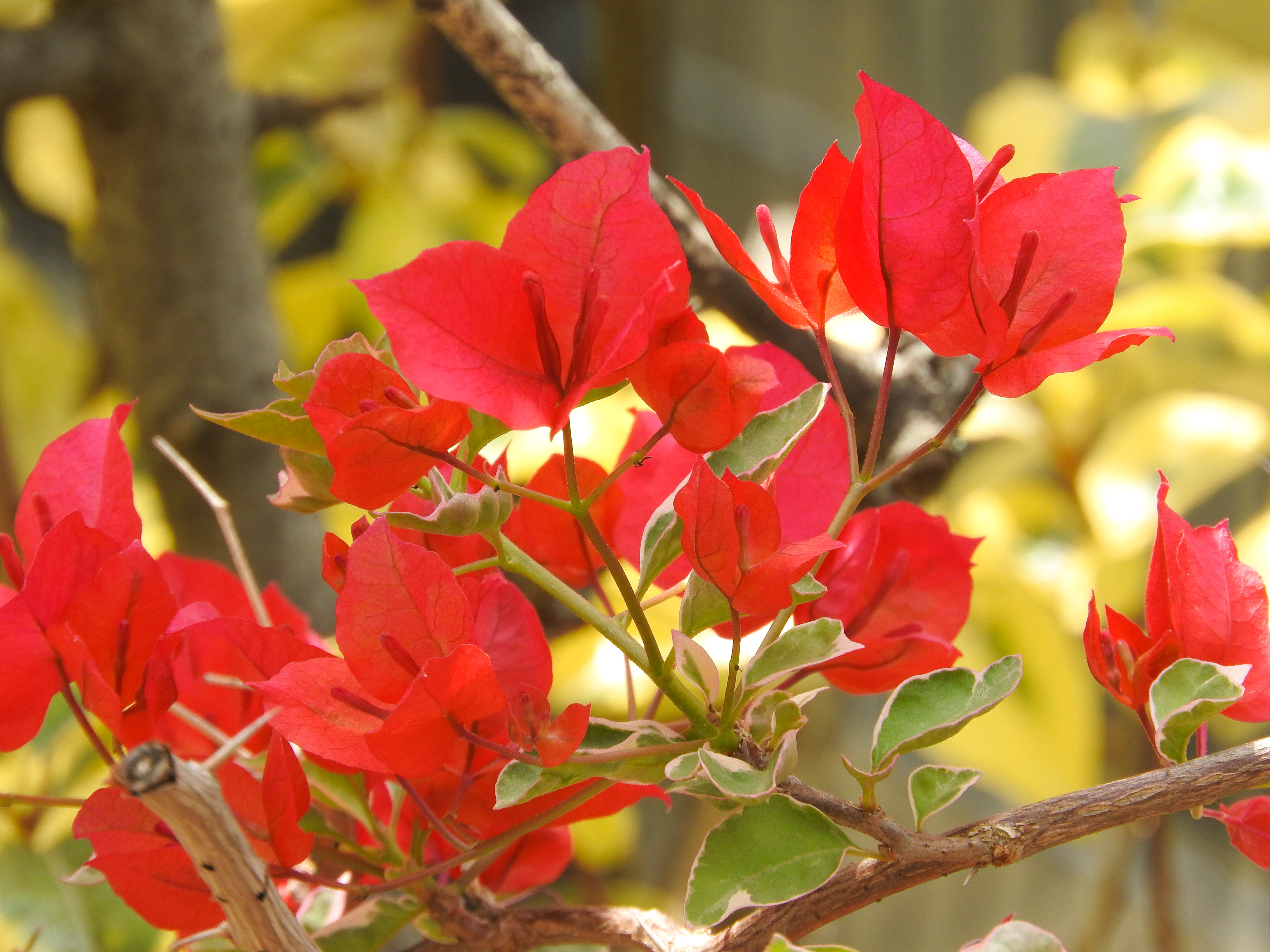 ブーゲンビリアの花の写真素材 ぱくたそ