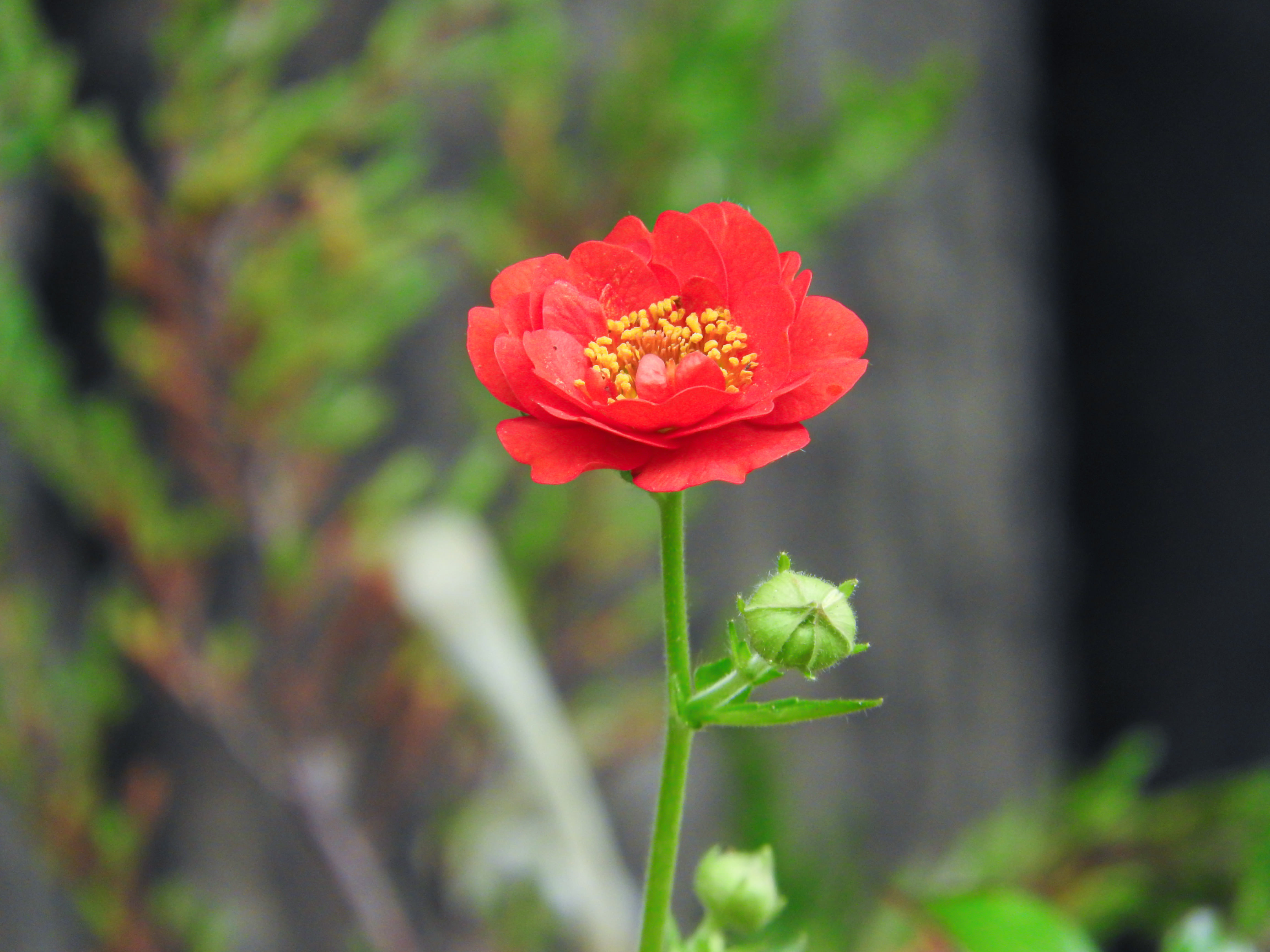 すくすくと花開くベニバナダイコンソウの写真素材 ぱくたそ
