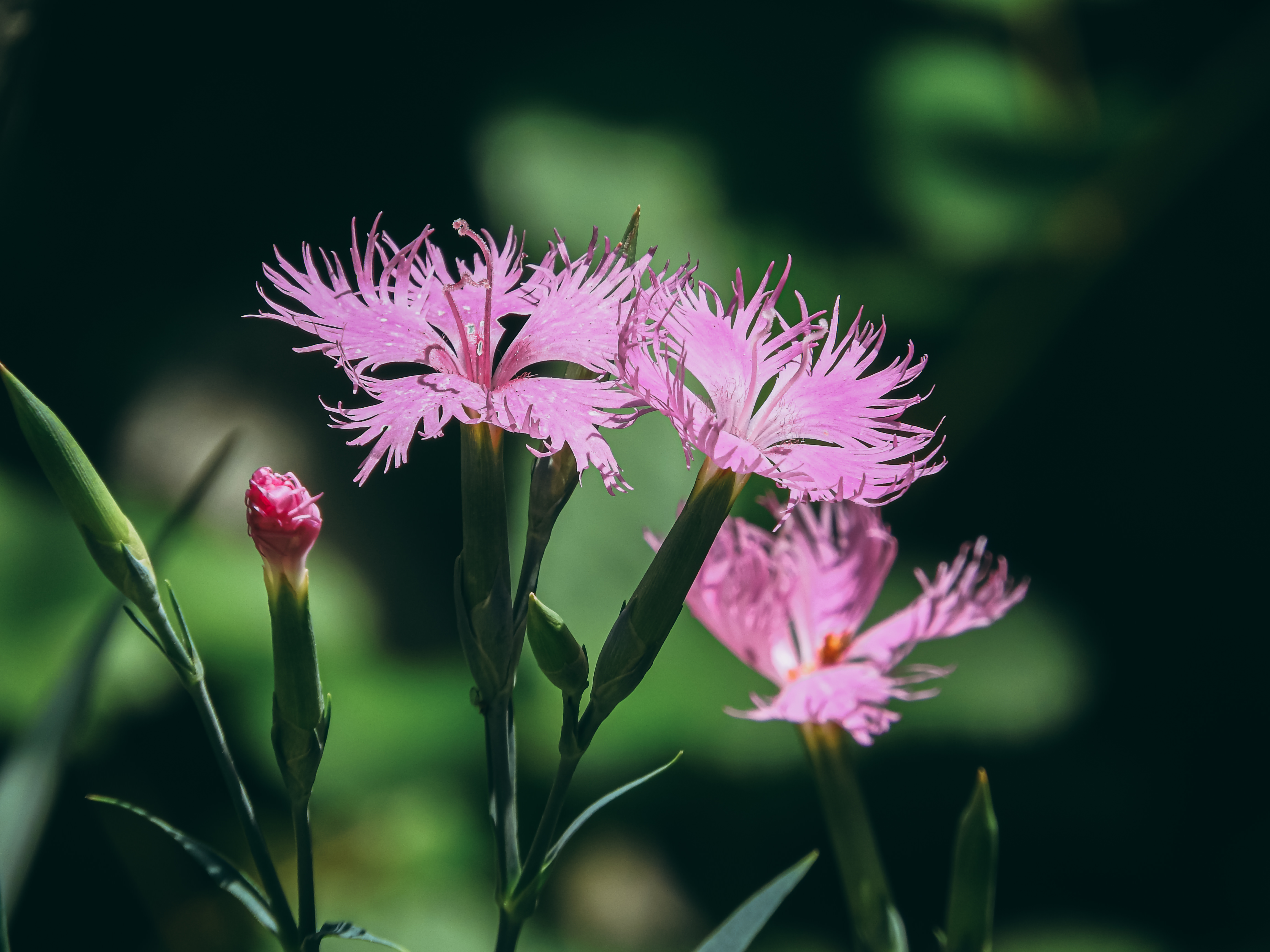 繊細な花びらナデシコの写真素材 ぱくたそ