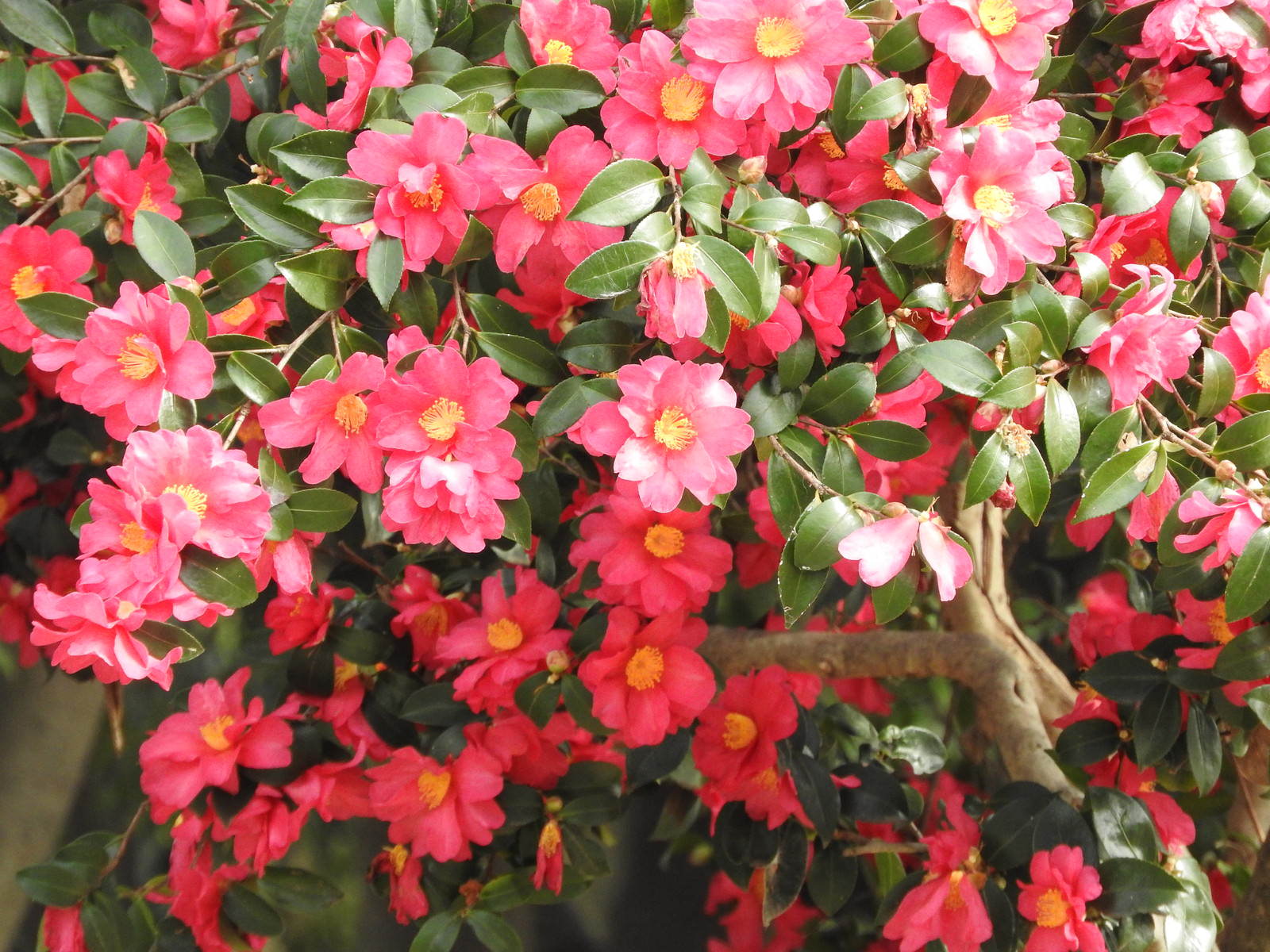 花開く山茶花 サザンカ の写真を無料ダウンロード フリー素材 ぱくたそ