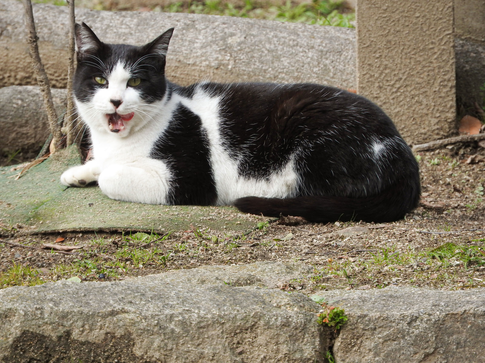 「ごろにゃー（野良猫）」の写真