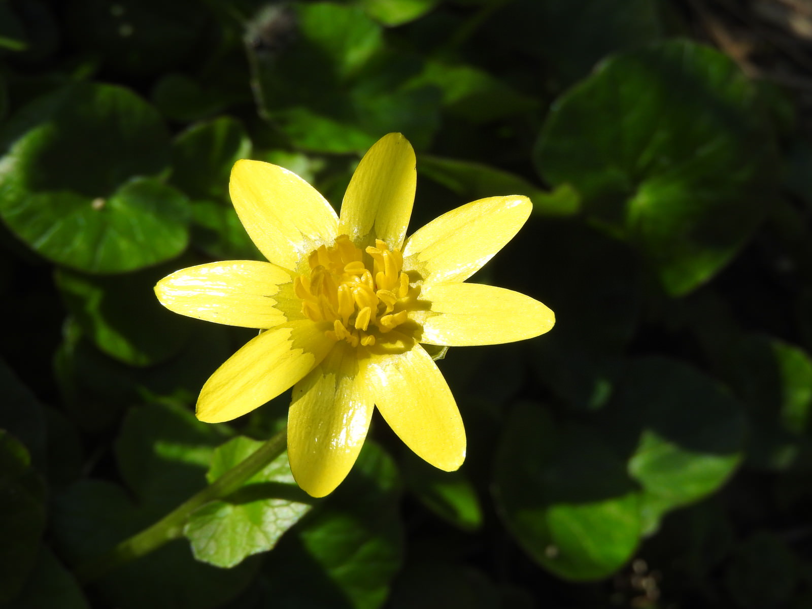 リュウキンカの花の写真 画像 を無料ダウンロード フリー素材のぱくたそ リュウキンカの花の写真 画像 を無料ダウンロード フリー素材のぱくたそ