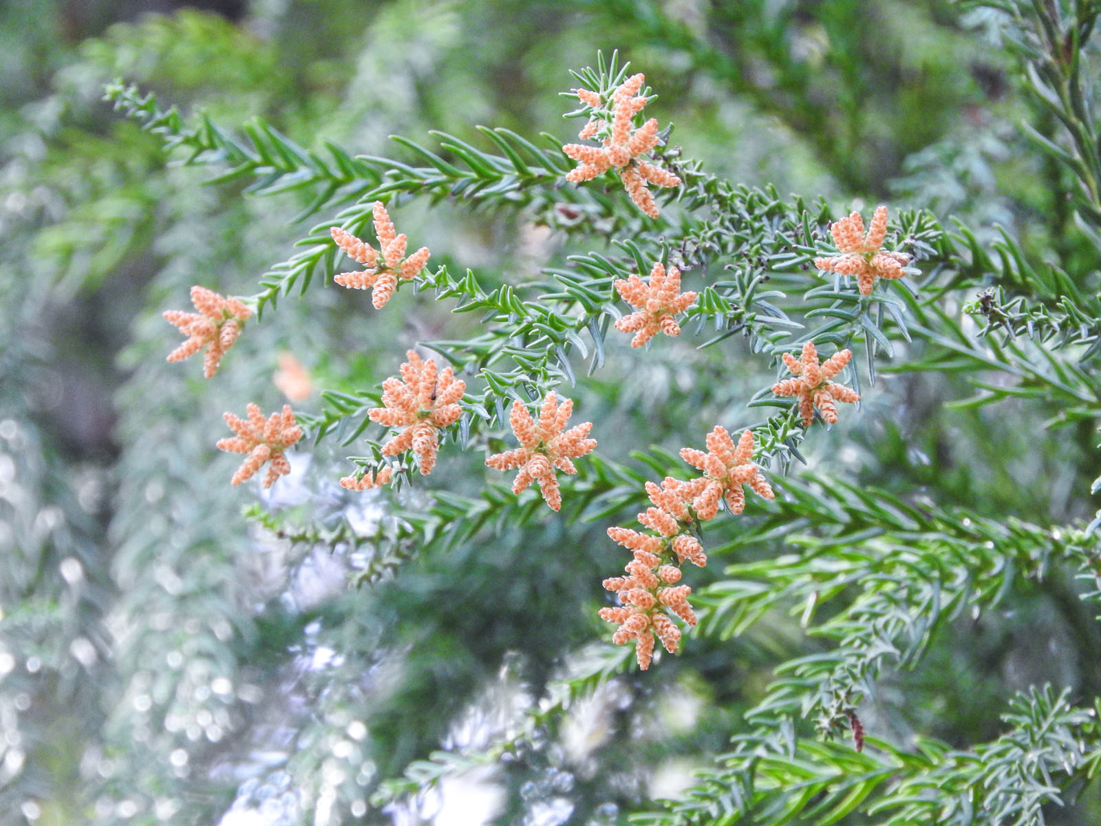 「スギの花（花粉）」の写真