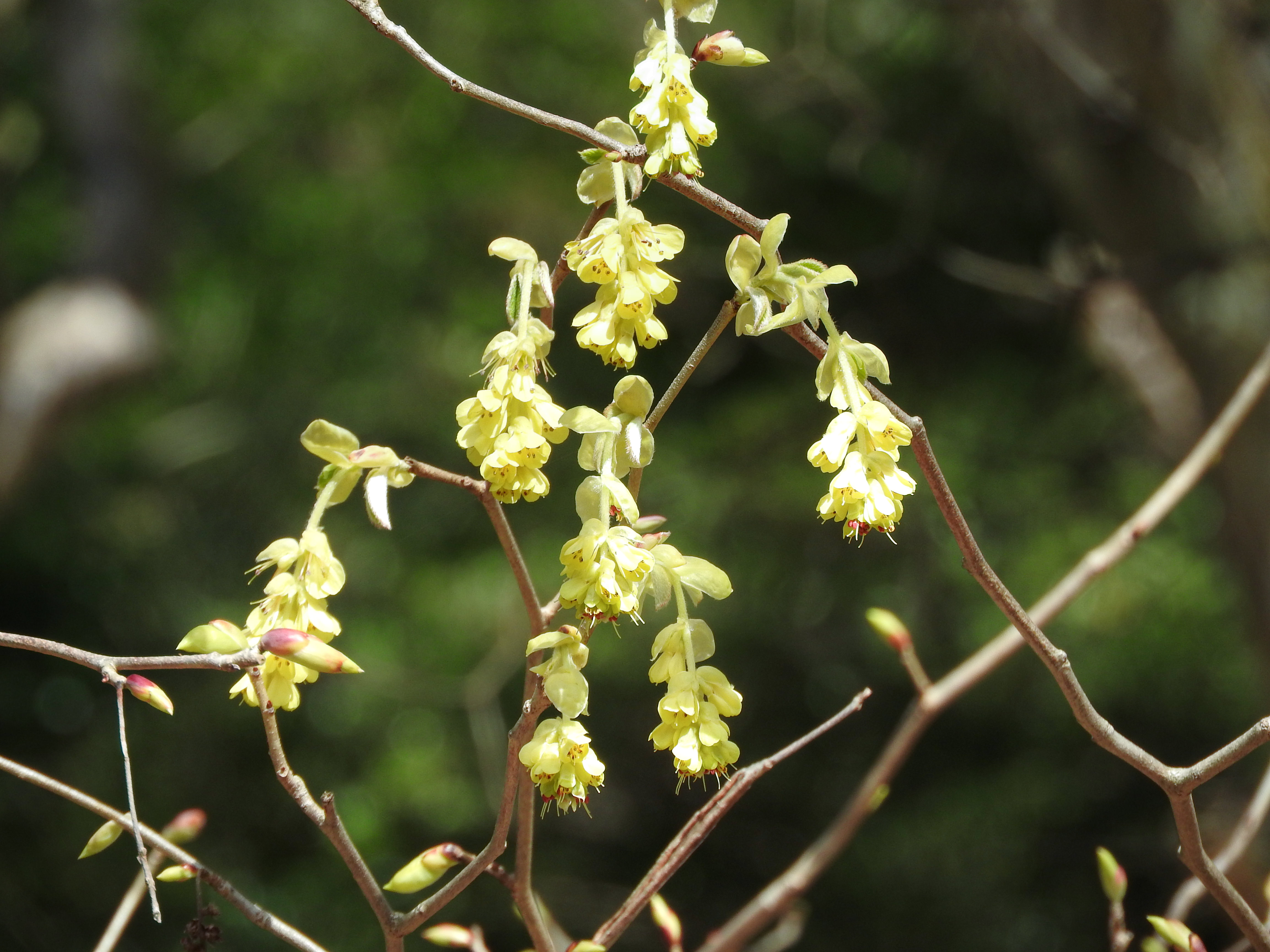トサミズキの花の写真を無料ダウンロード フリー素材 ぱくたそ トサミズキの花の写真を無料ダウンロード フリー素材 ぱくたそ