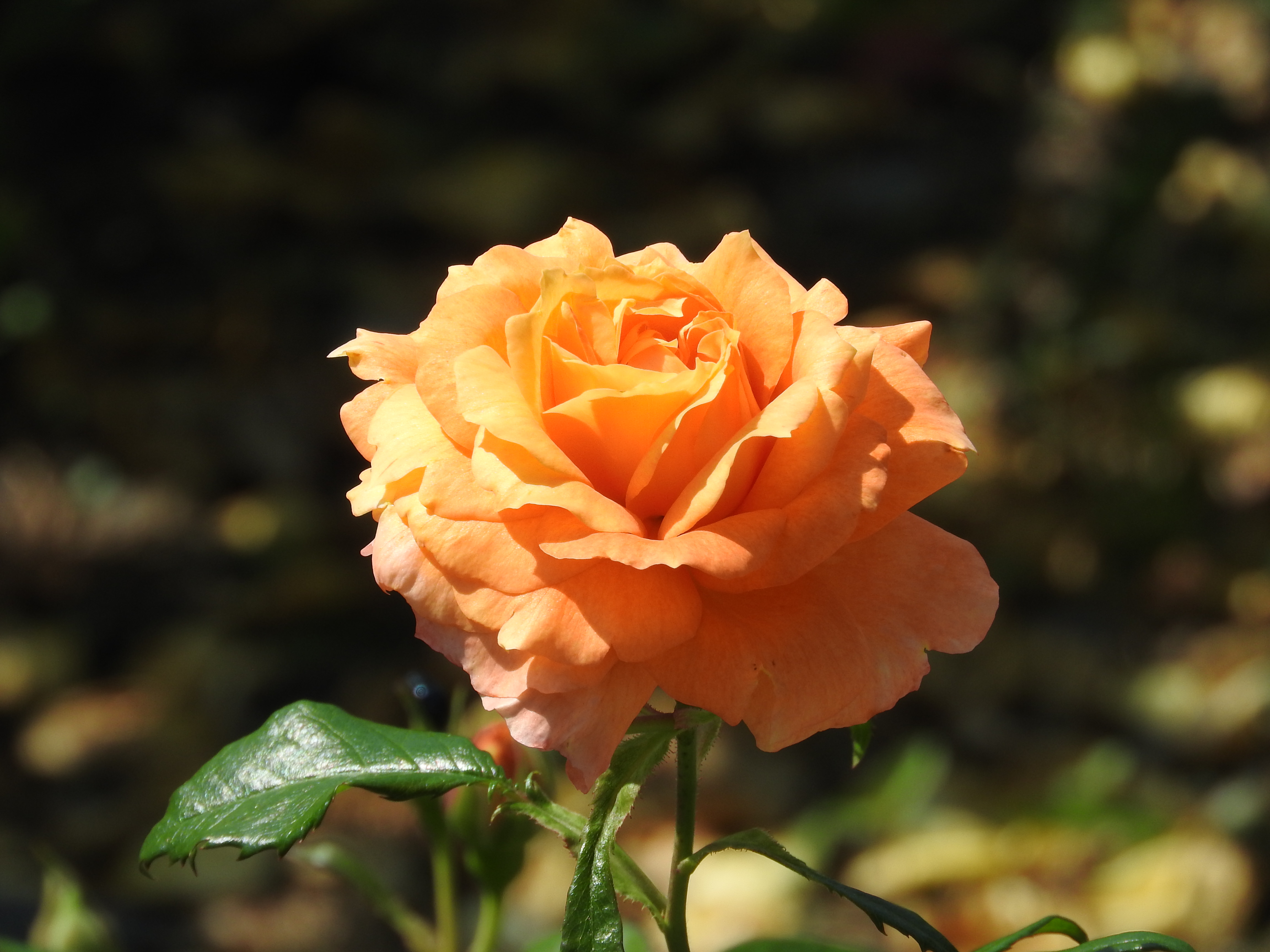 開花したオレンジ色の薔薇の写真を無料ダウンロード フリー素材 ぱくたそ 開花したオレンジ色の薔薇の写真を無料ダウンロード フリー素材 ぱくたそ