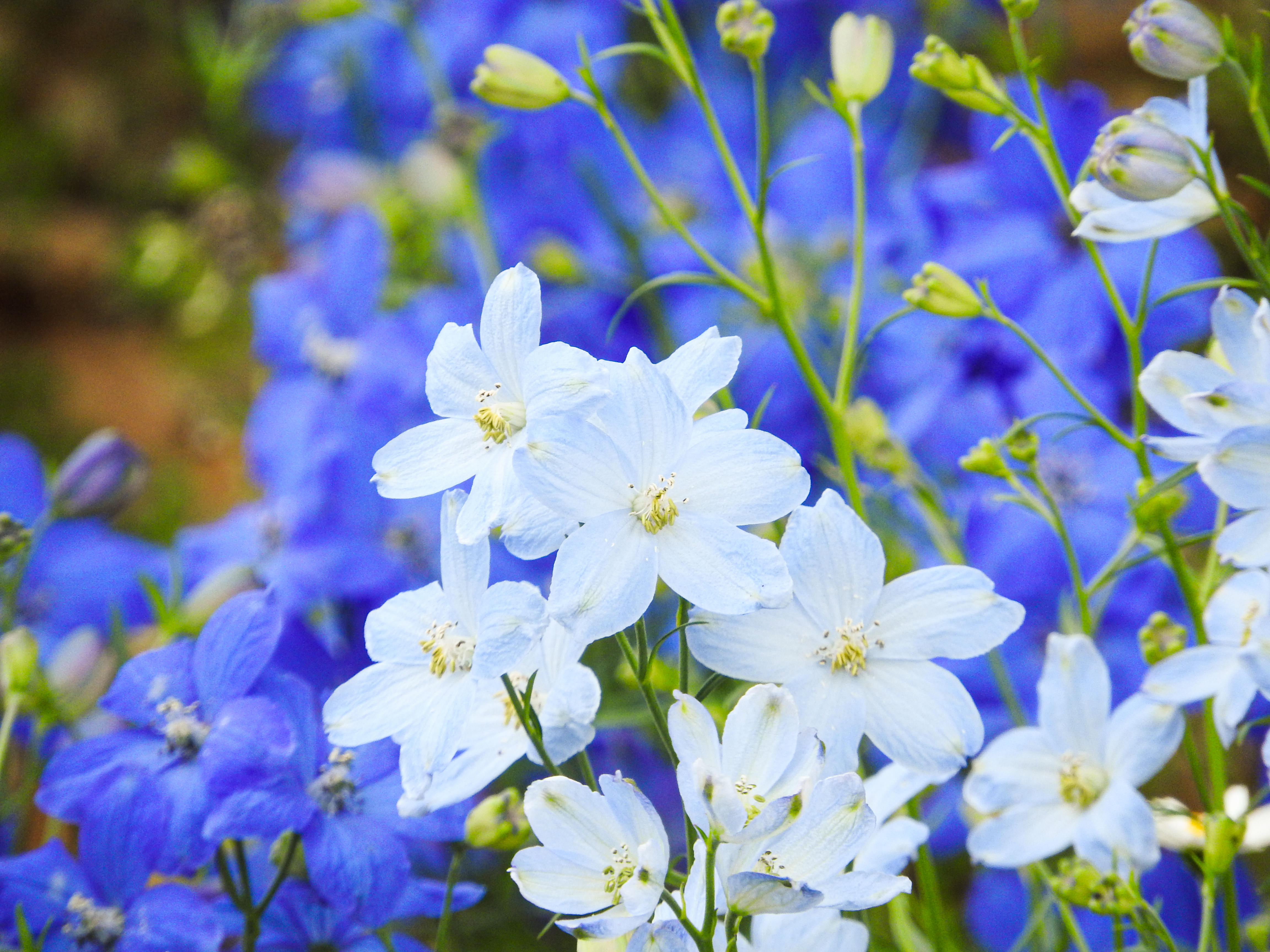 広がるデルフィニウムの花びらの写真素材 ぱくたそ