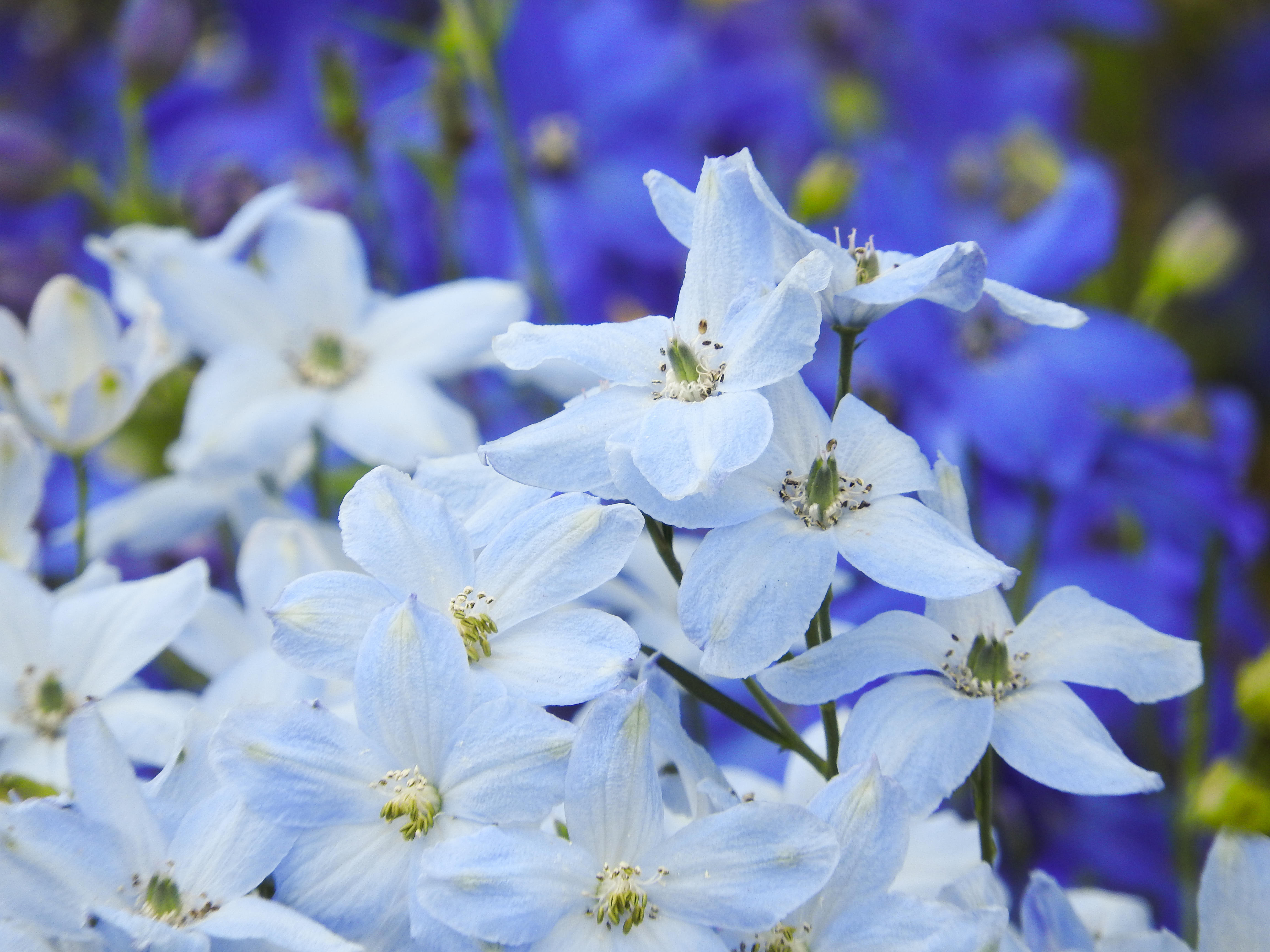 デルフィニウムの花の写真素材 ぱくたそ