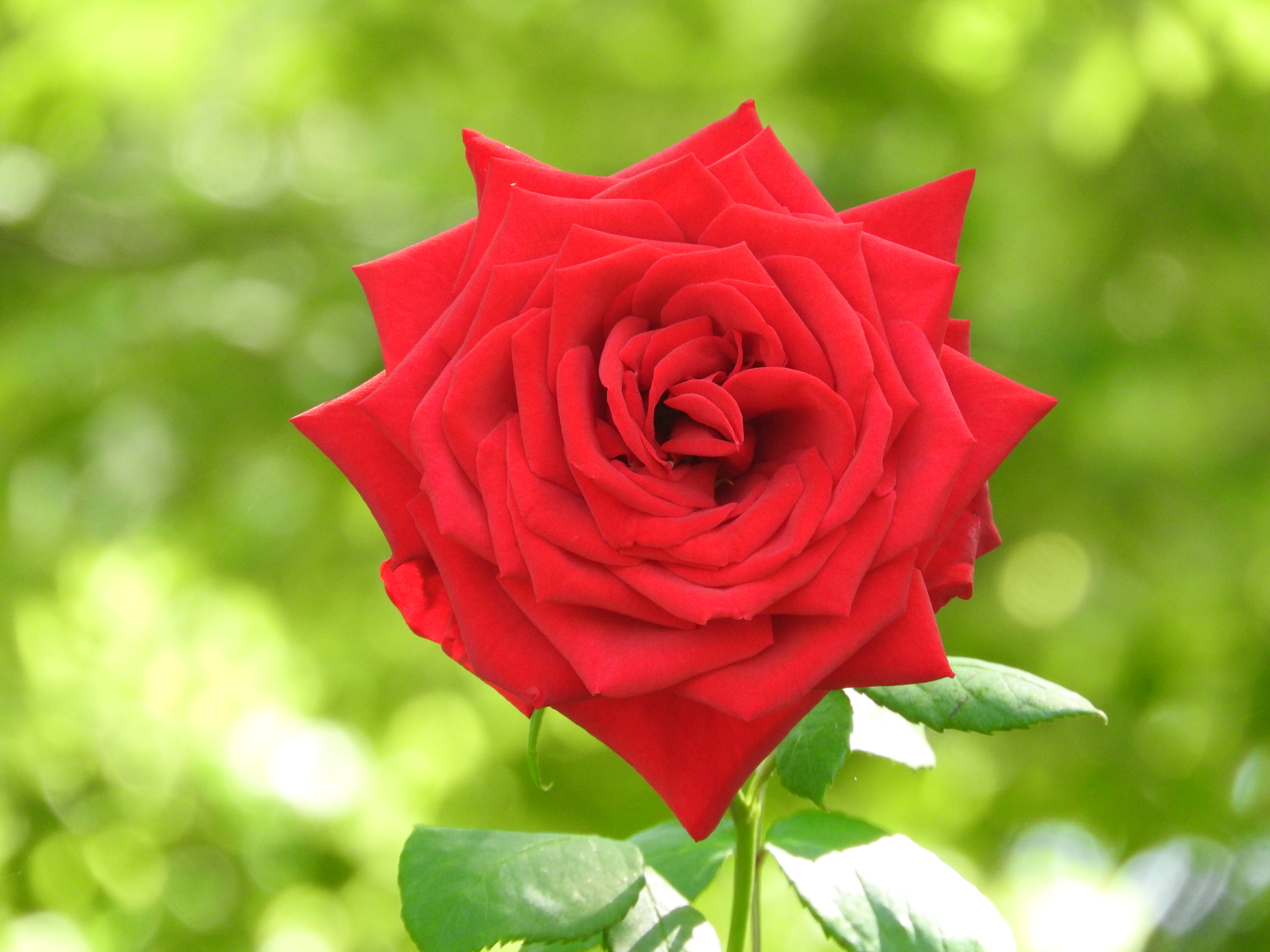赤い薔薇の花の写真素材 ぱくたそ