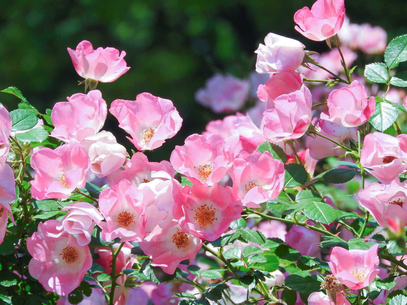 ピンクの薔薇の写真 画像 を無料ダウンロード フリー素材のぱくたそ ピンクの薔薇の写真 画像 を無料ダウンロード フリー素材のぱくたそ