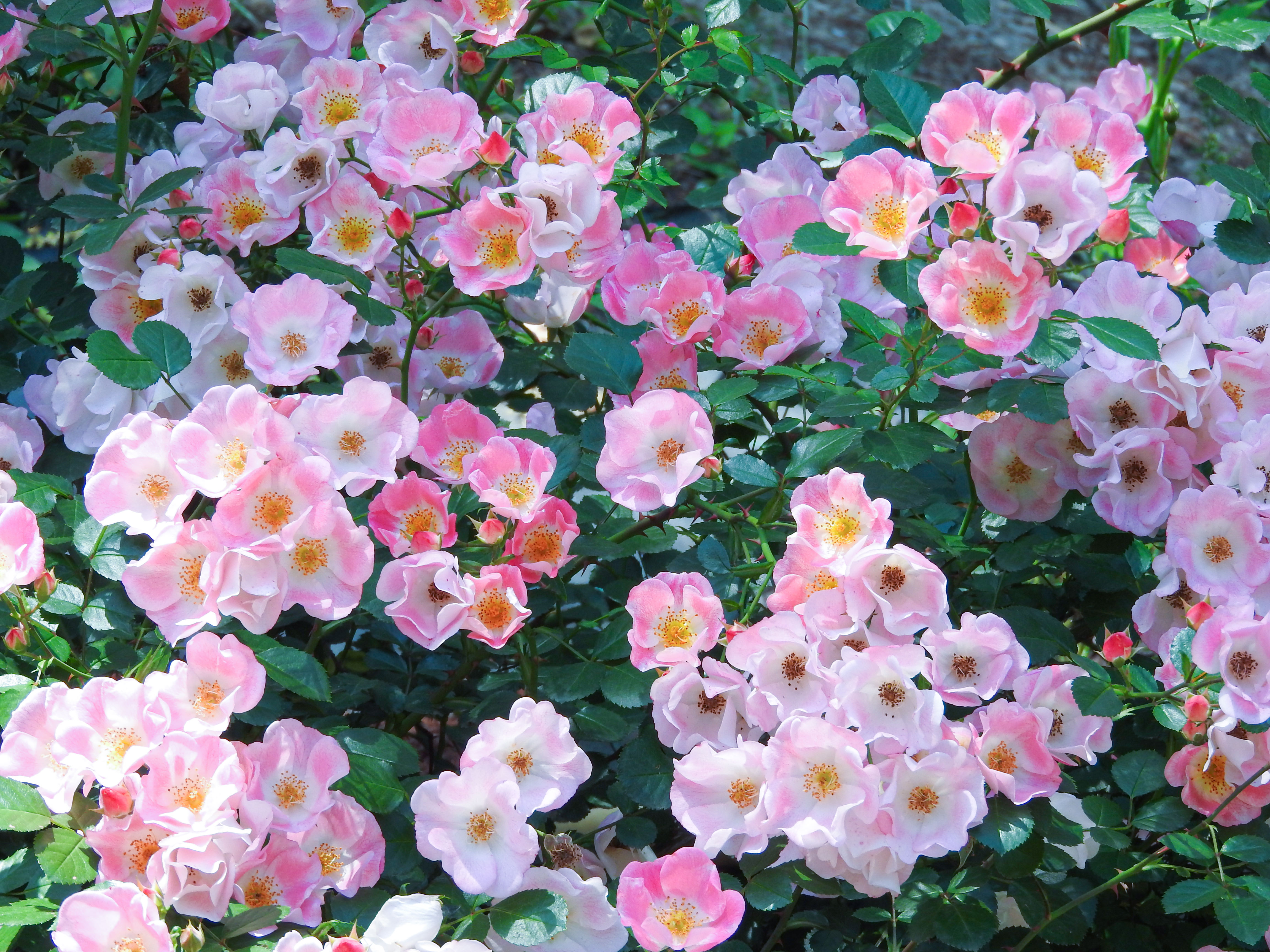 ピンク一重の薔薇 バラ科 の写真 画像 フリー素材 ぱくたそ