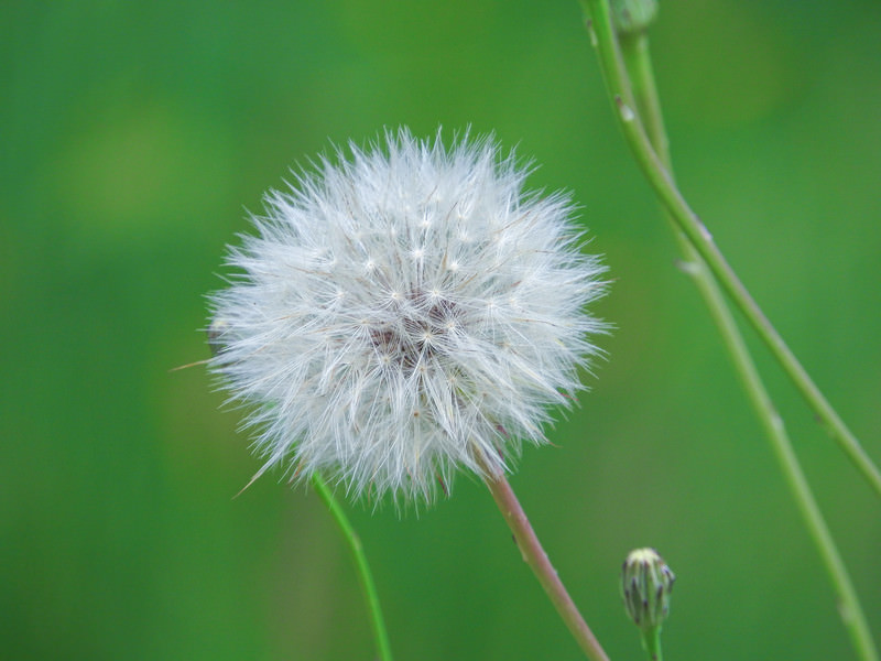 たんぽぽと綿毛様　おまとめ割　フォロー割　専用です。 mitte624AB009_TP_V4.jpg