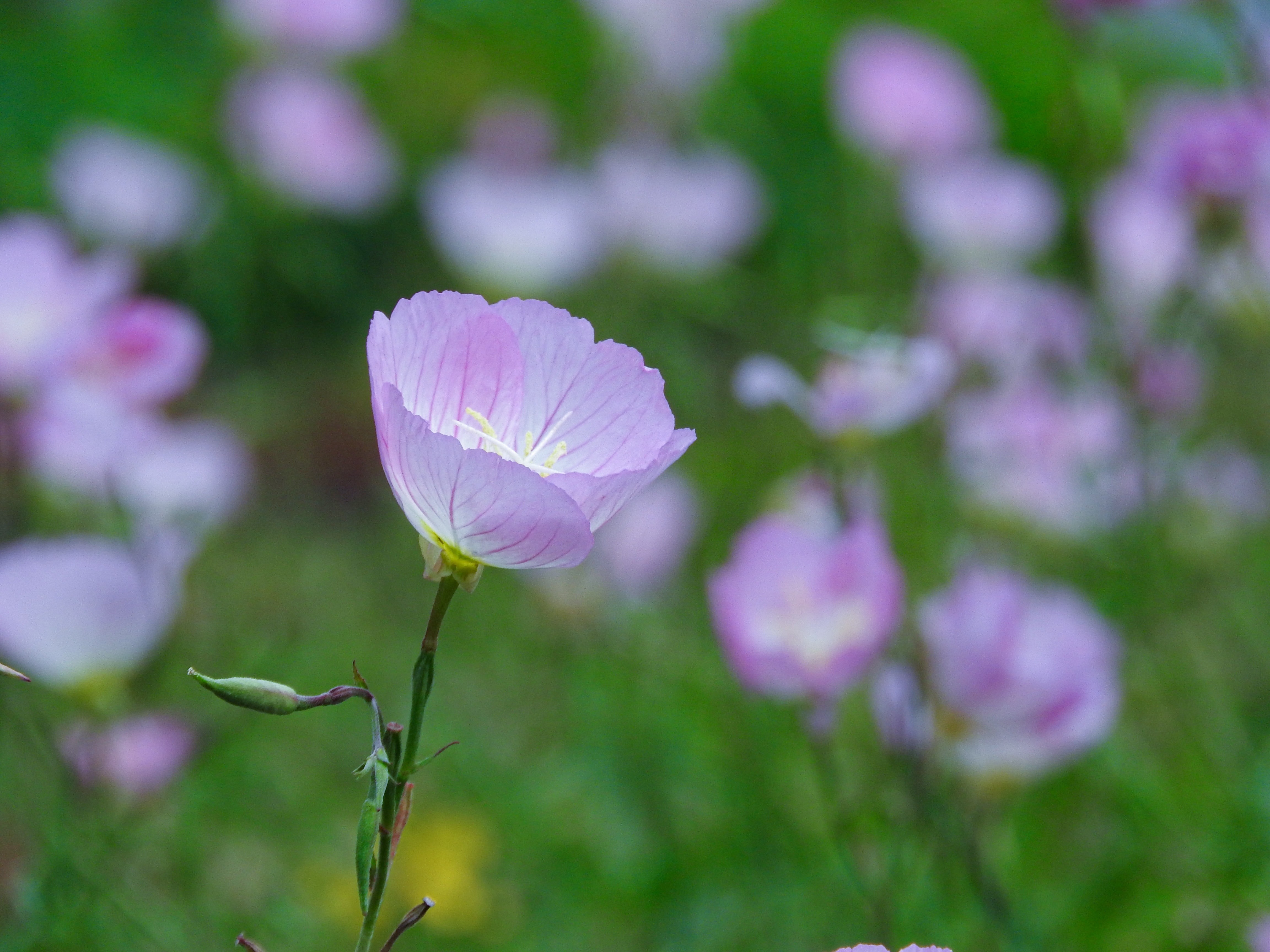 桃色月見草の写真素材 ぱくたそ