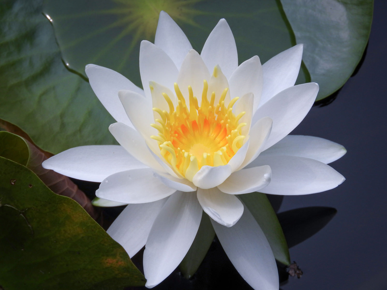 水 蓮 の 花びら