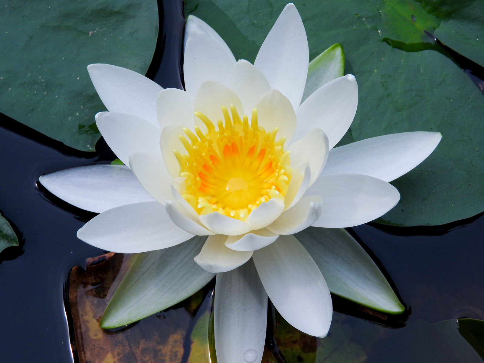 美しく咲く睡蓮の花の写真素材 ぱくたそ
