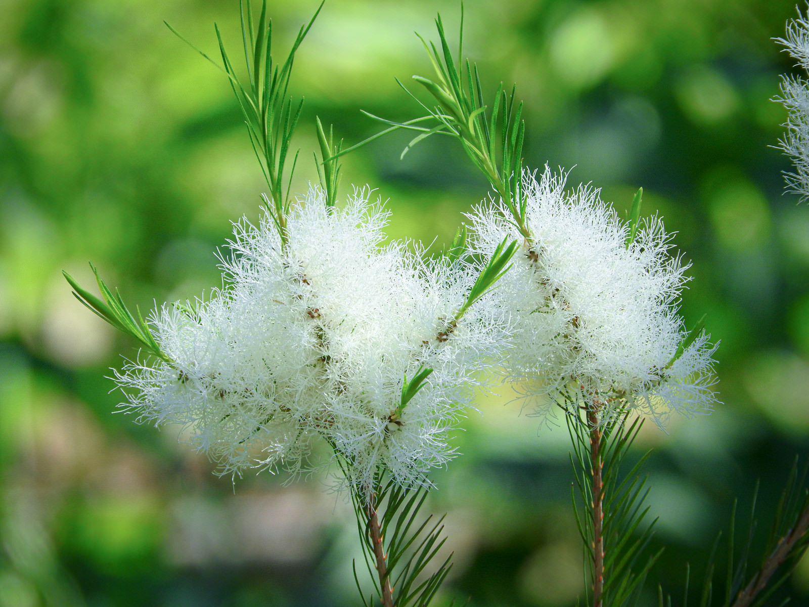 ティーツリーの花の写真 画像 フリー素材 ぱくたそ