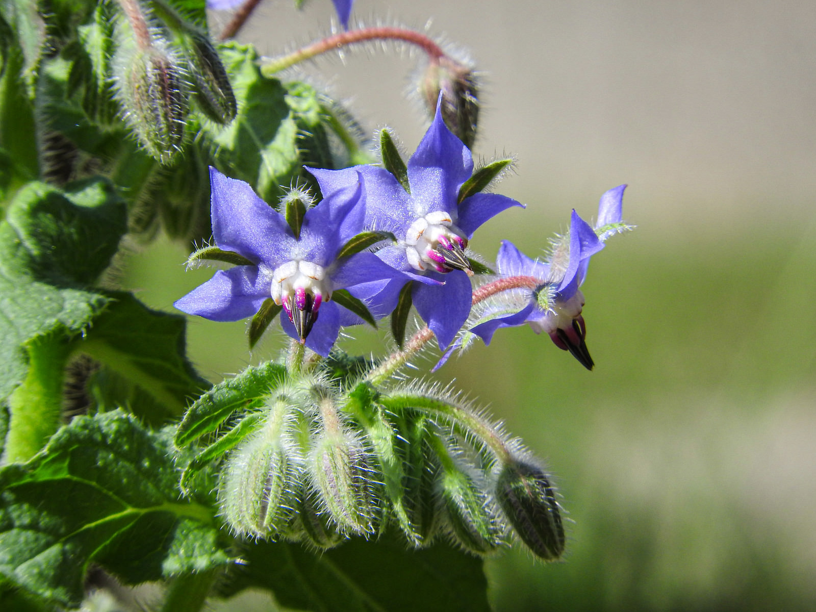 ボリジの花の写真 画像 フリー素材 ぱくたそ