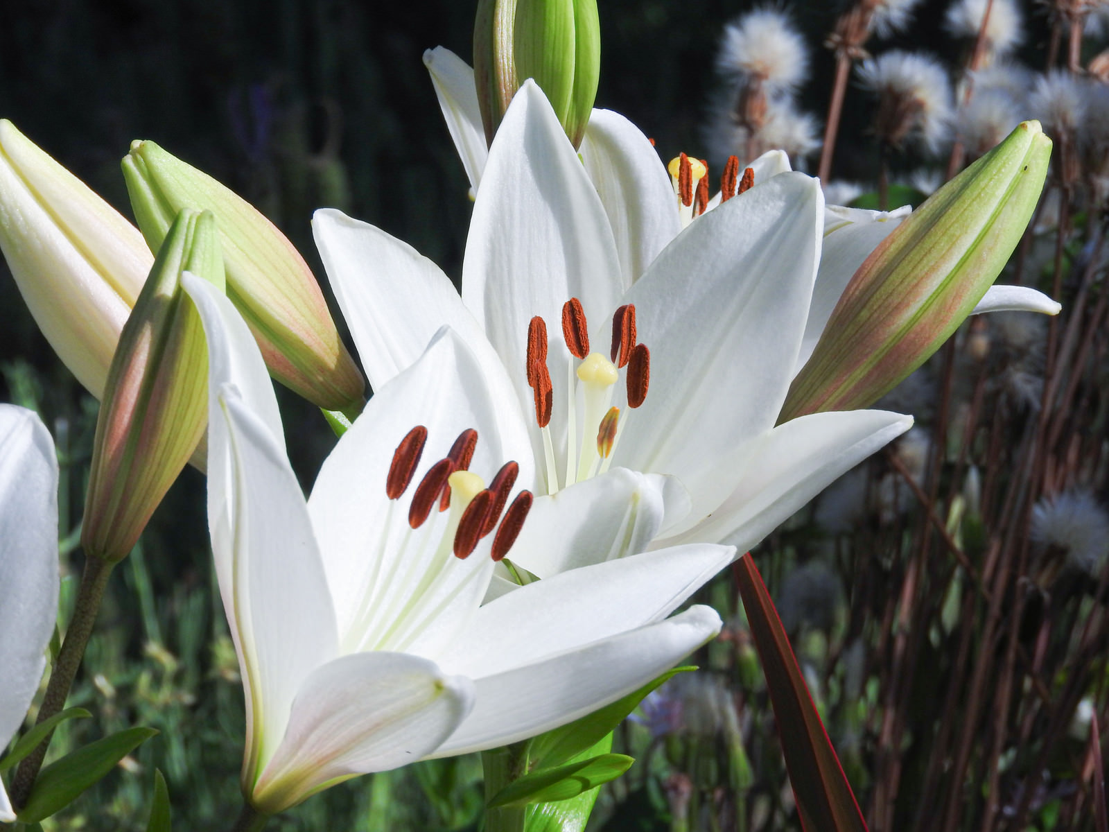 ユリ クーリエ の写真素材 ぱくたそ