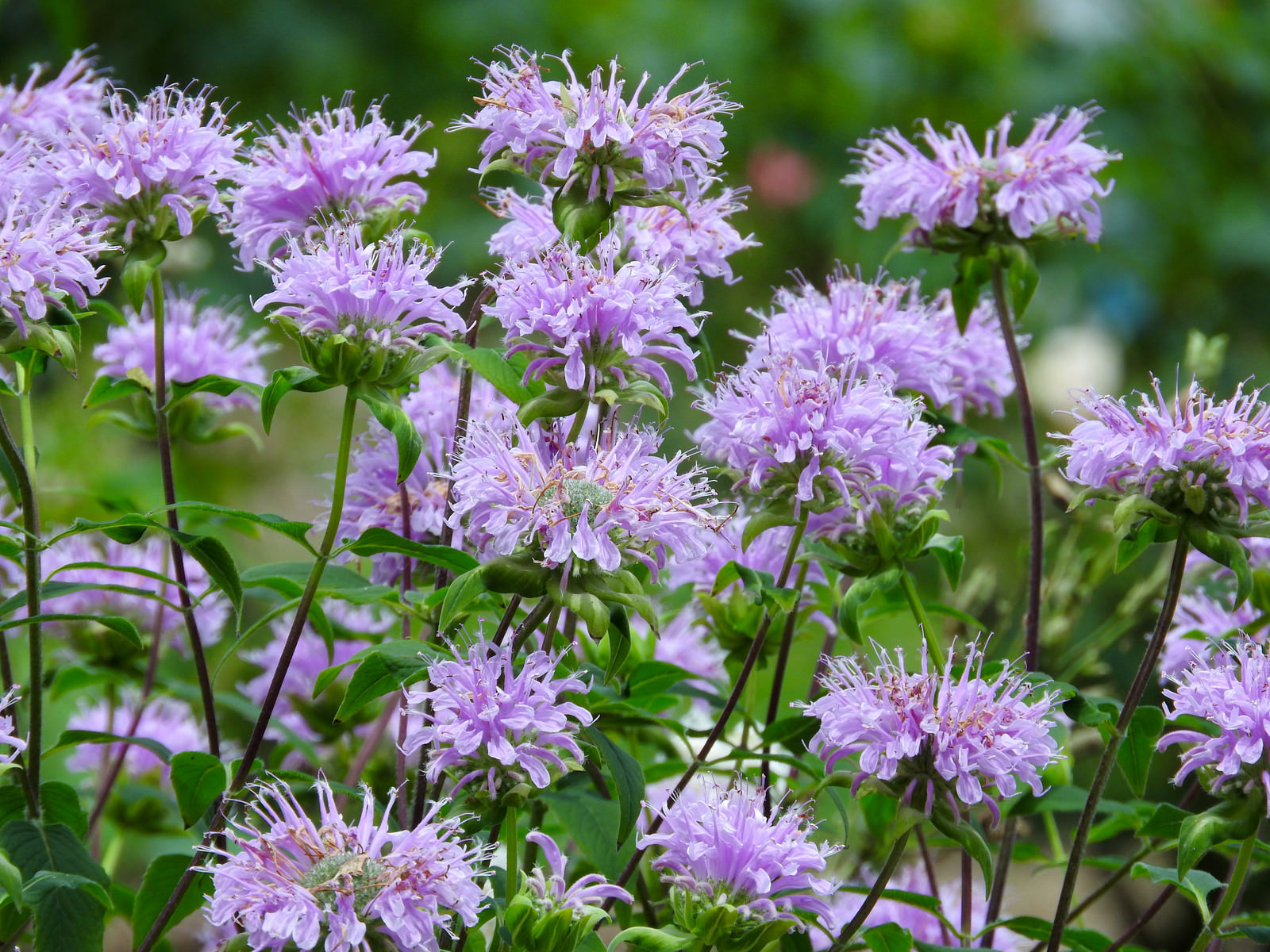 たくさんの花をつけるモナルダの写真素材 ぱくたそ